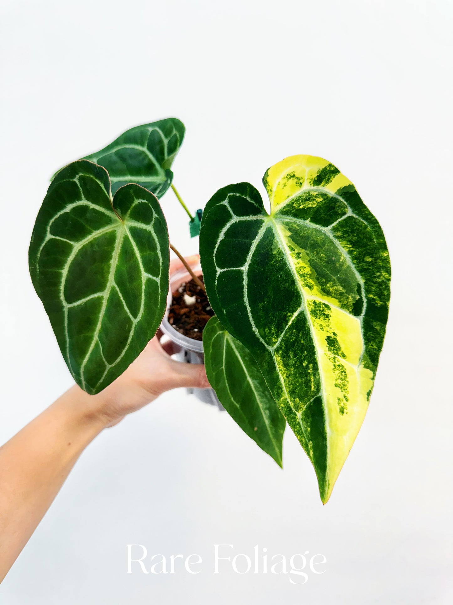 Anthurium Crystallinum Variegated x Magnificum 4” Exact Plant