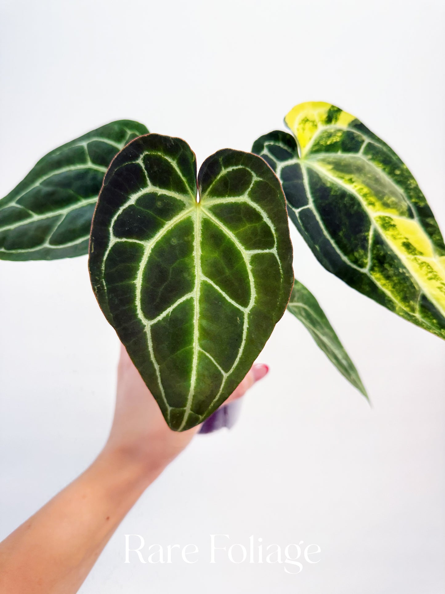 Anthurium Crystallinum Variegated x Magnificum 4” Exact Plant