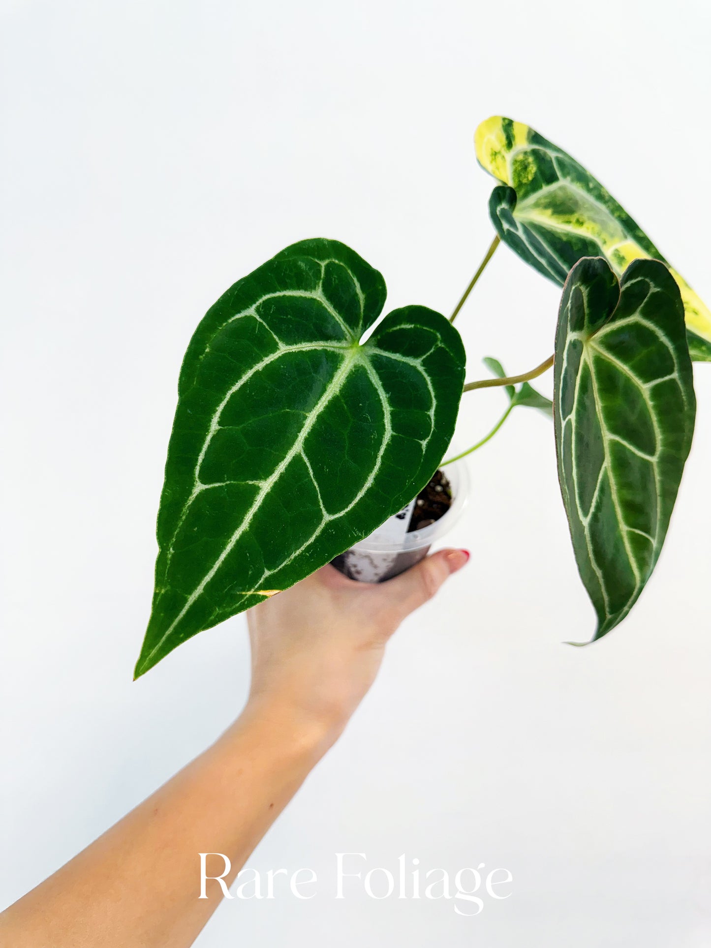 Anthurium Crystallinum Variegated x Magnificum 4” Exact Plant