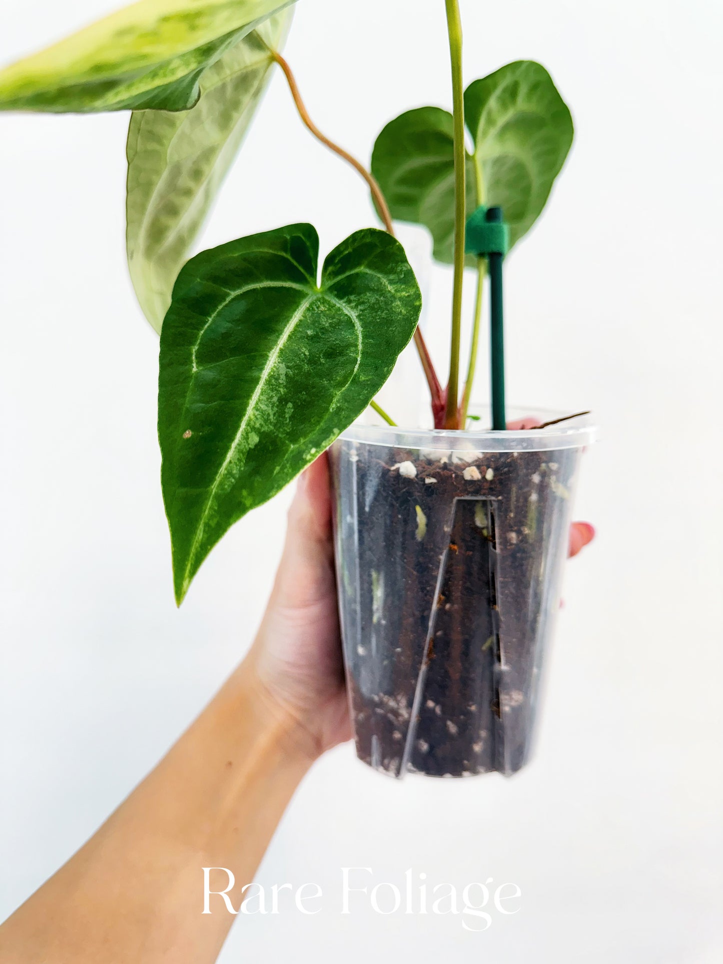 Anthurium Crystallinum Variegated x Magnificum 4” Exact Plant