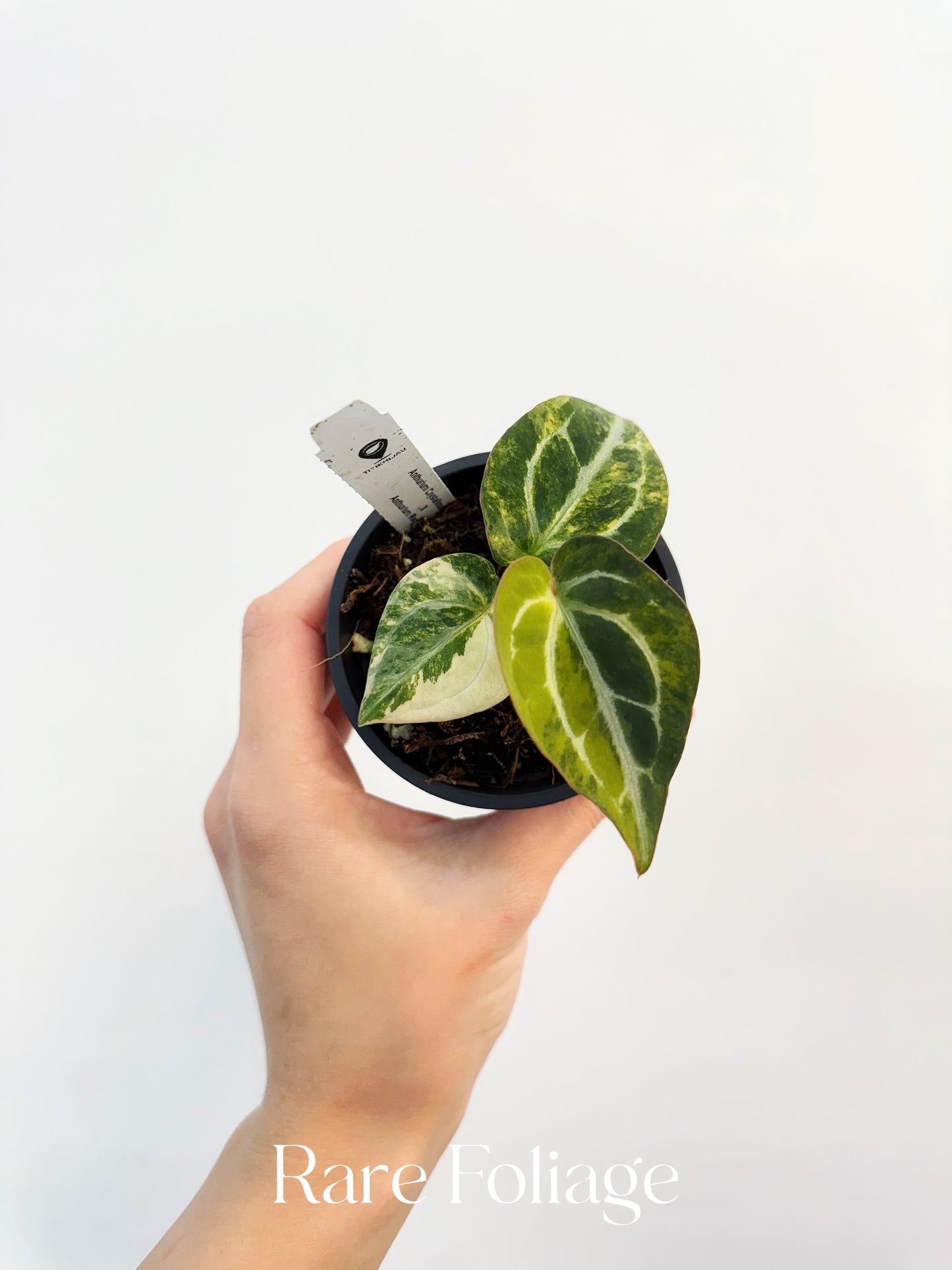 Anthurium Crystallinum Variegated x Red Forgetii  3” Exact Plant