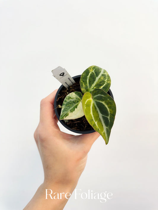 Anthurium Crystallinum Variegated x Red Forgetii  3” Exact Plant