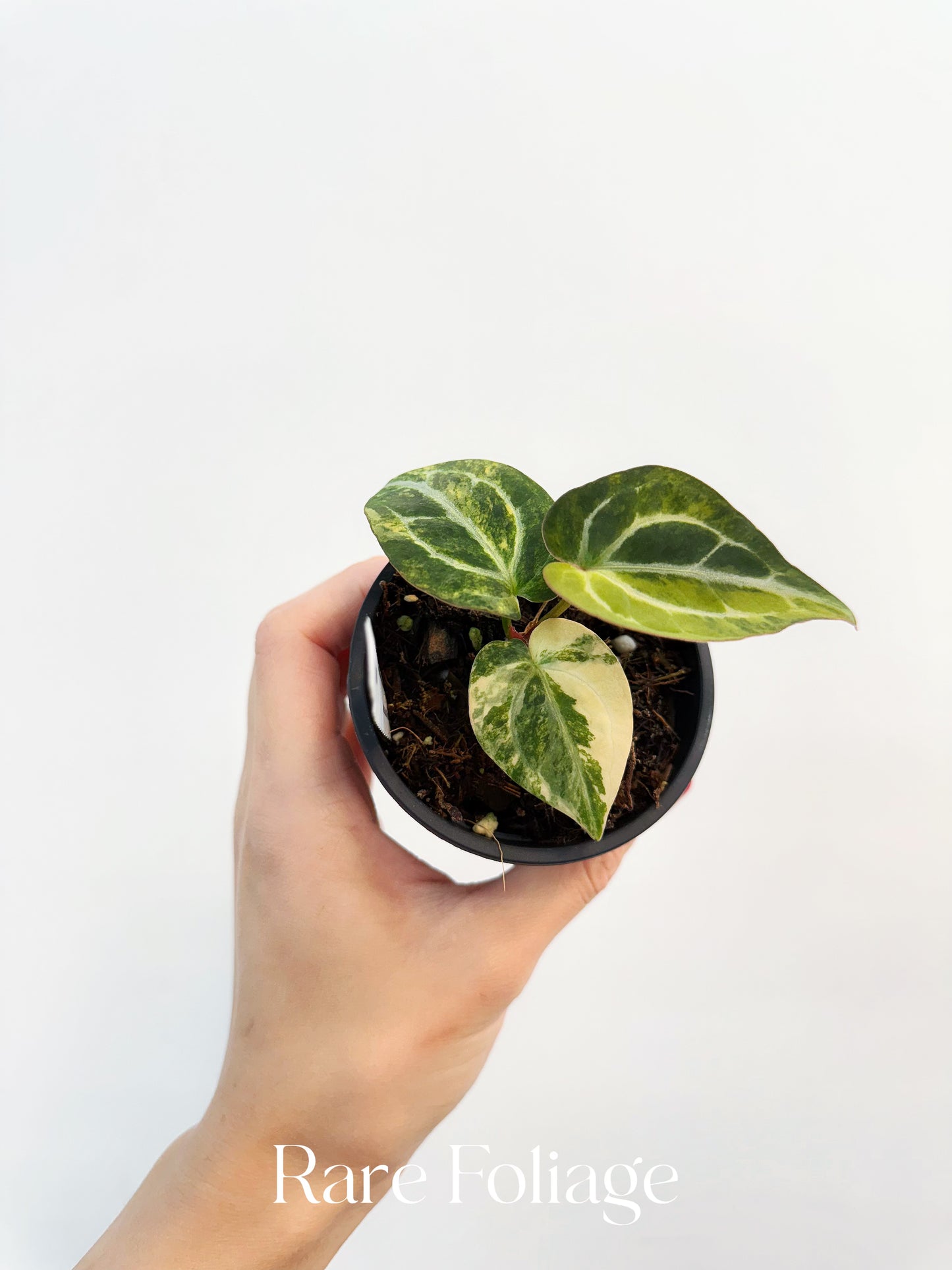 Anthurium Crystallinum Variegated x Red Forgetii  3” Exact Plant