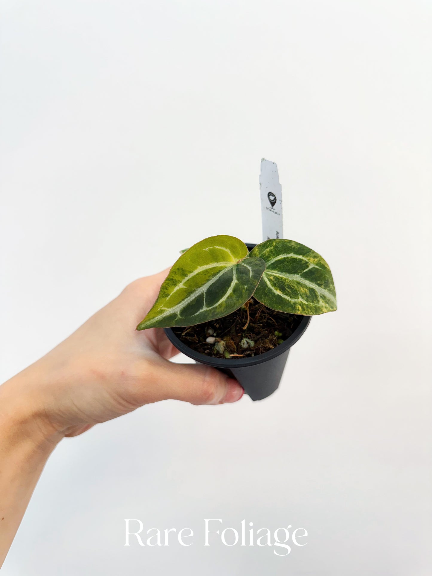 Anthurium Crystallinum Variegated x Red Forgetii  3” Exact Plant