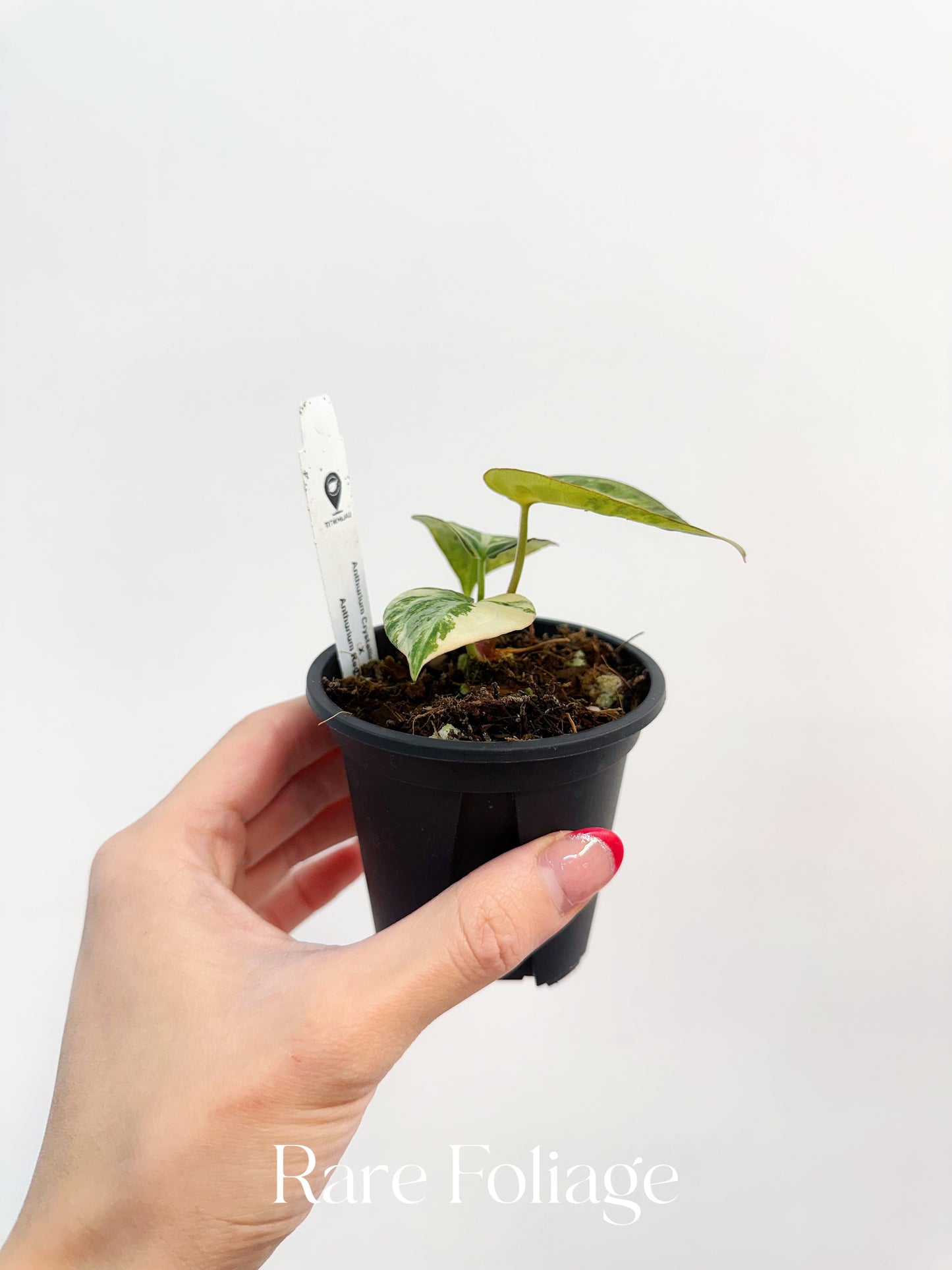 Anthurium Crystallinum Variegated x Red Forgetii  3” Exact Plant