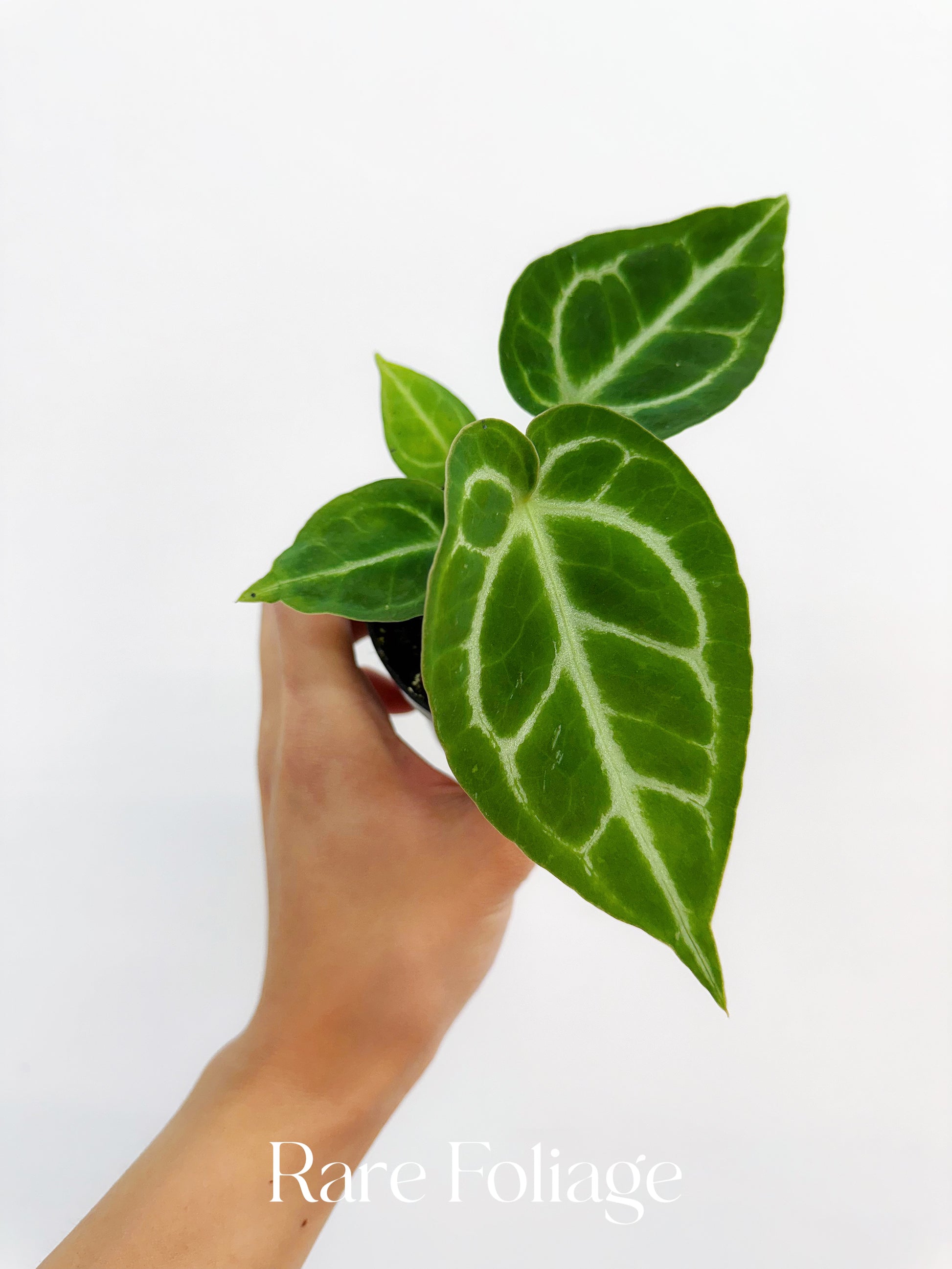 anthurium crystallinum buy Anthurium Crystallinum x Magnificum 3” – Rare Foliage Plant Co