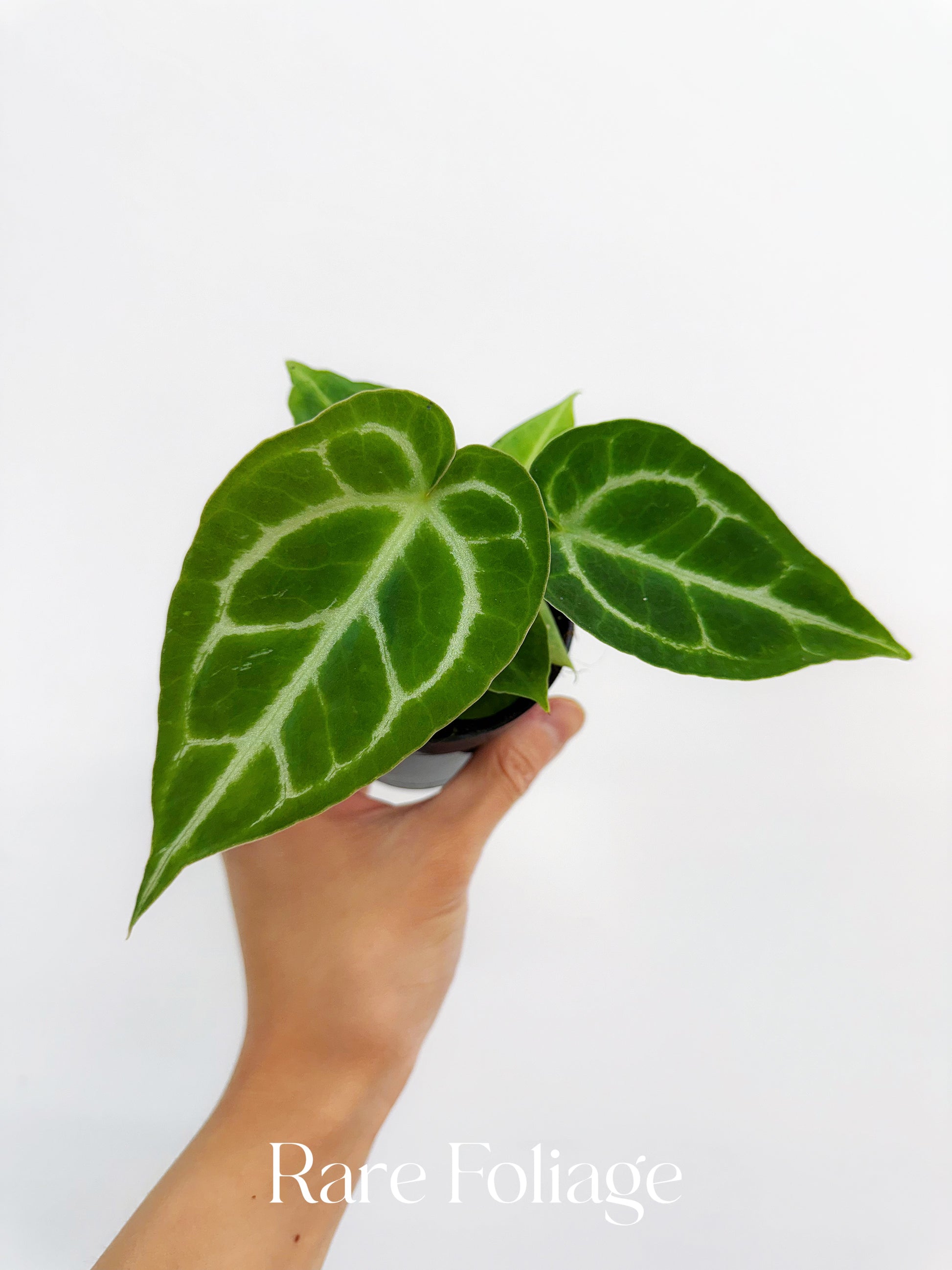 anthurium magnificum x crystallinum Anthurium Crystallinum x Magnificum 3” – Rare Foliage Plant Co