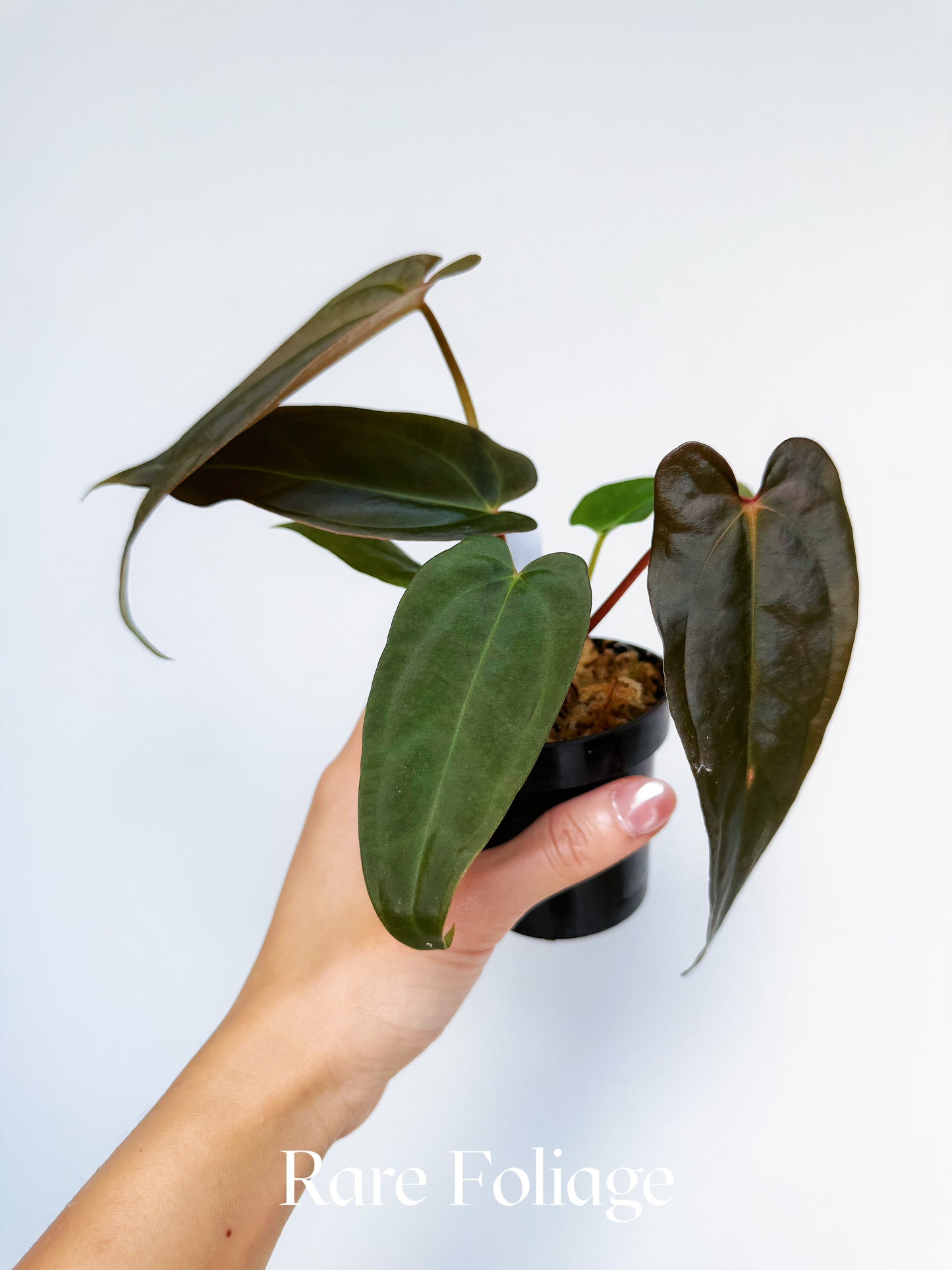 Anthurium (Dark Handsome x Red Velvet Cake) x RL 3"