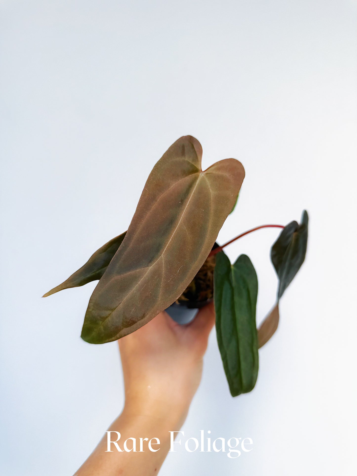 Anthurium (Dark Handsome x Red Velvet Cake) x RL 3"