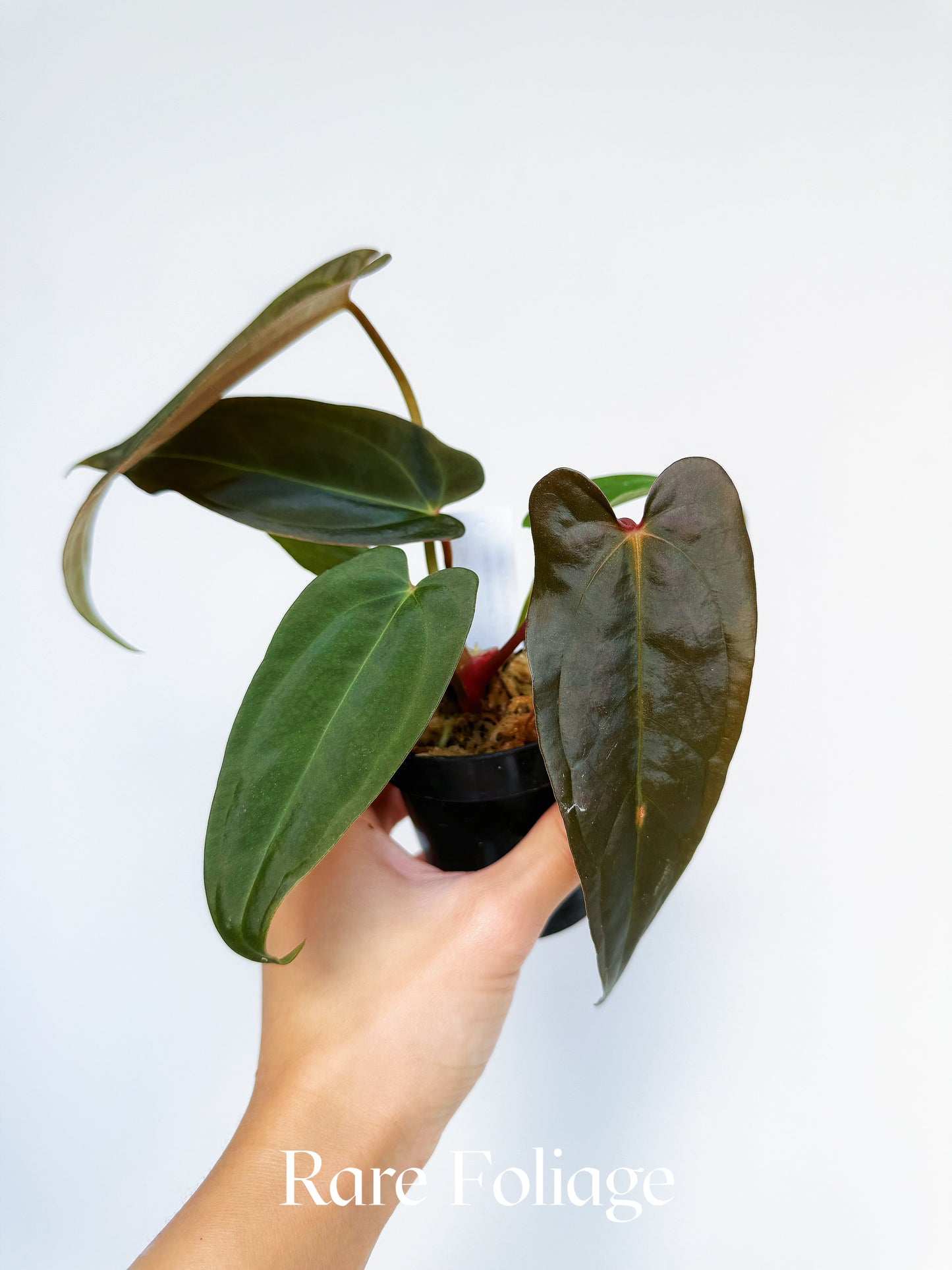 Anthurium (Dark Handsome x Red Velvet Cake) x RL 3"