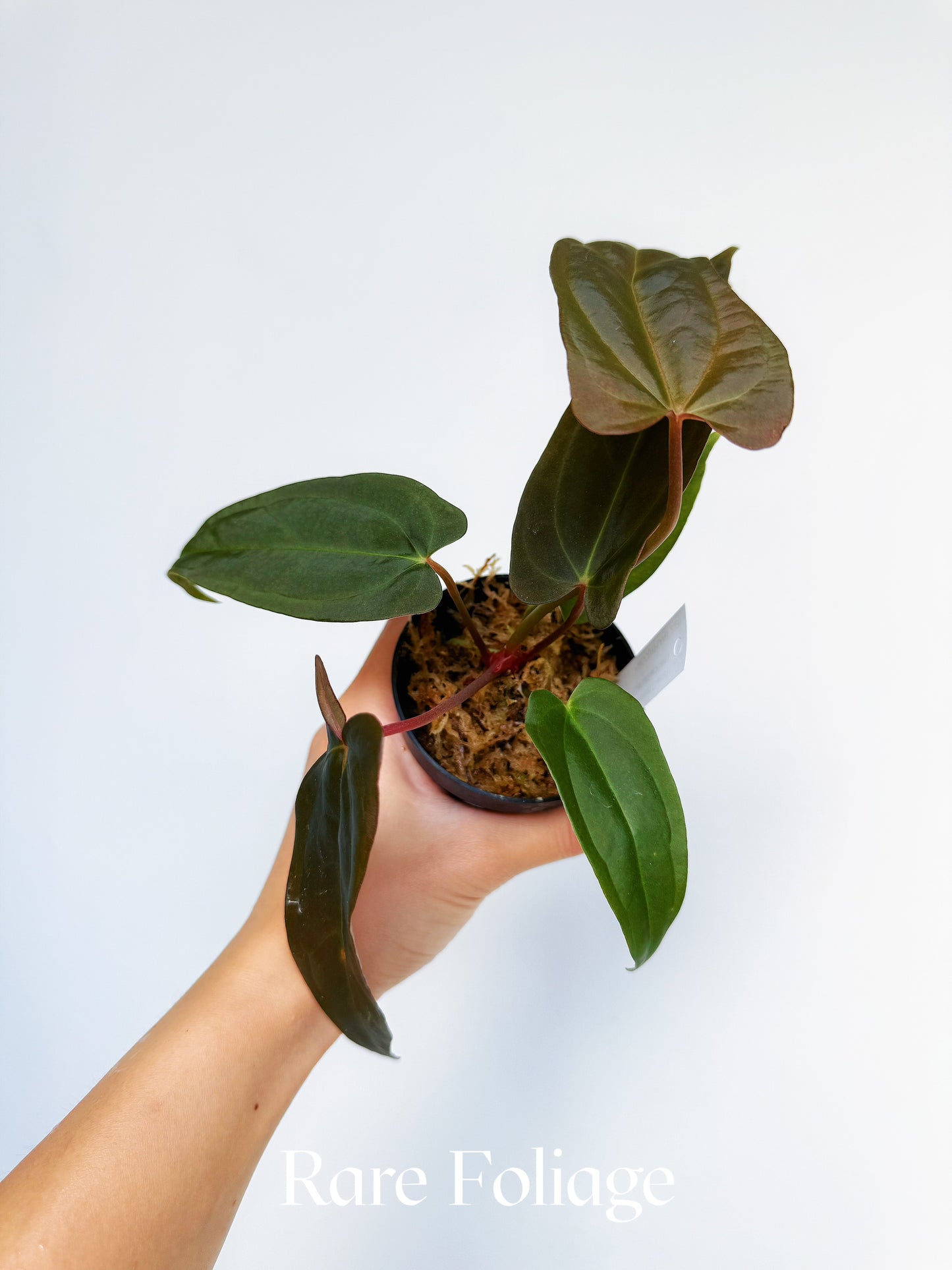 Anthurium (Dark Handsome x Red Velvet Cake) x RL 3"