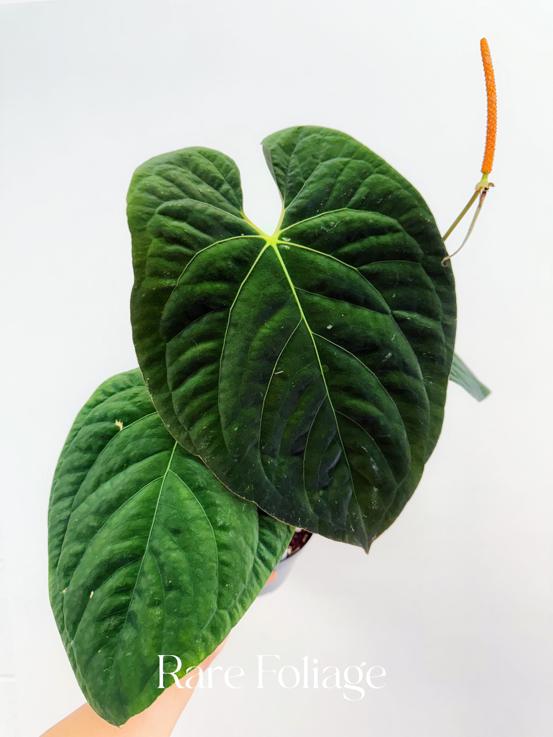 Anthurium Darkest Panama x Blue Papillilaminum 6
