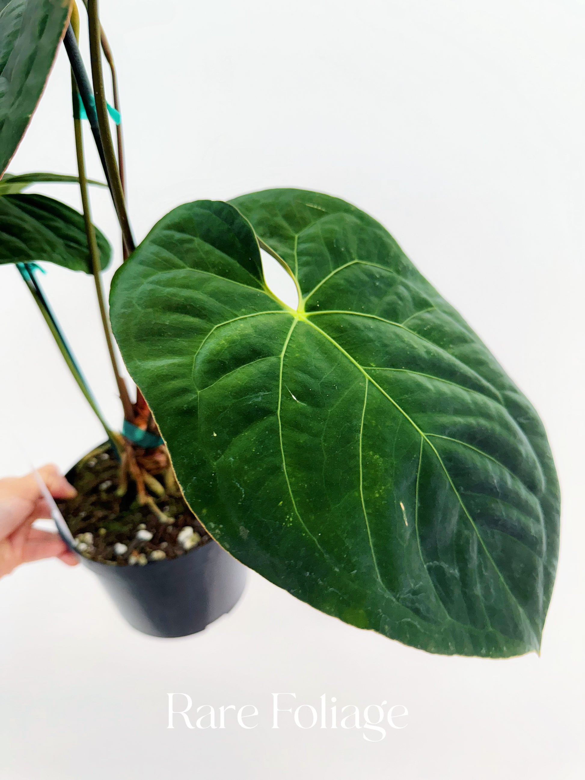 anthurium panama Anthurium Darkest Panama x Blue Papillilaminum 6"