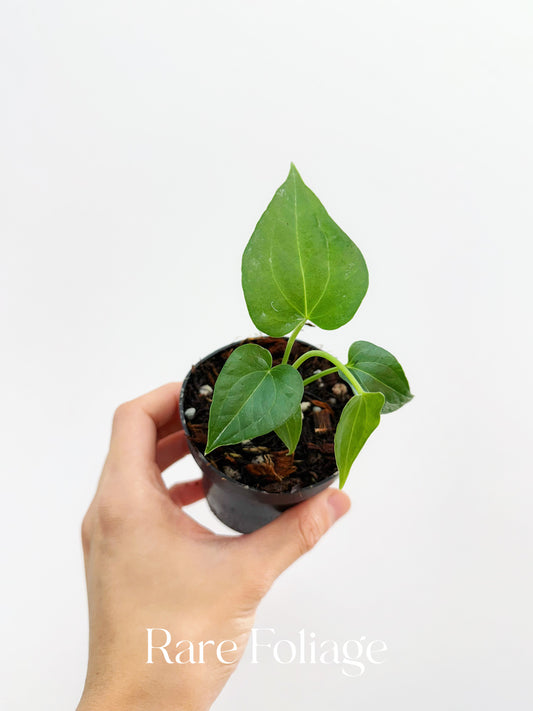 Anthurium Delta Force 3"