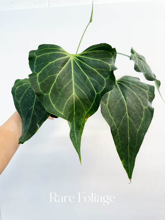 Anthurium Delta Force 6”
