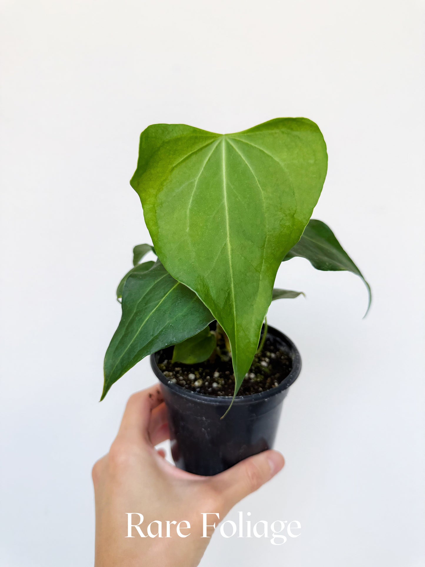 Anthurium Delta Force 4"