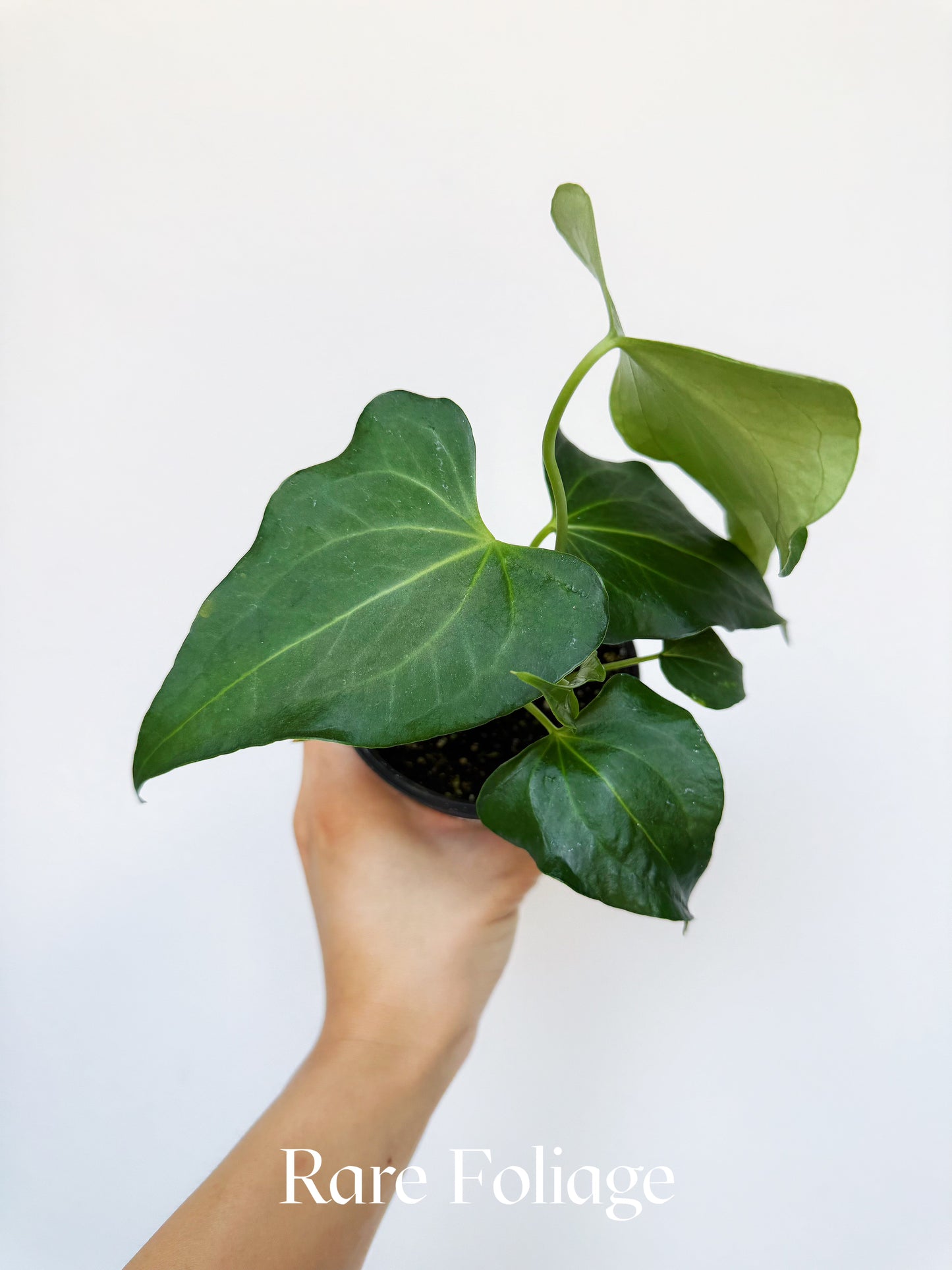 Anthurium Delta Force 4"