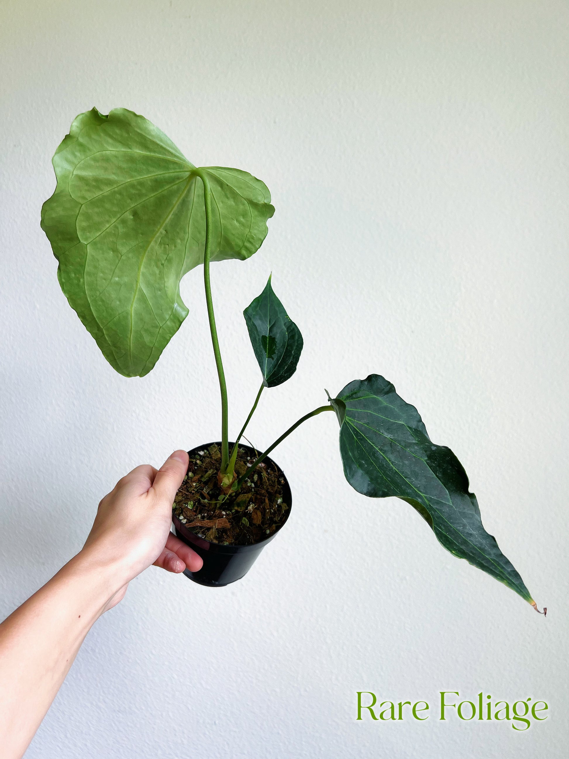 anthurium stingray Anthurium Delta Force 4" – Rare Foliage Plant Co