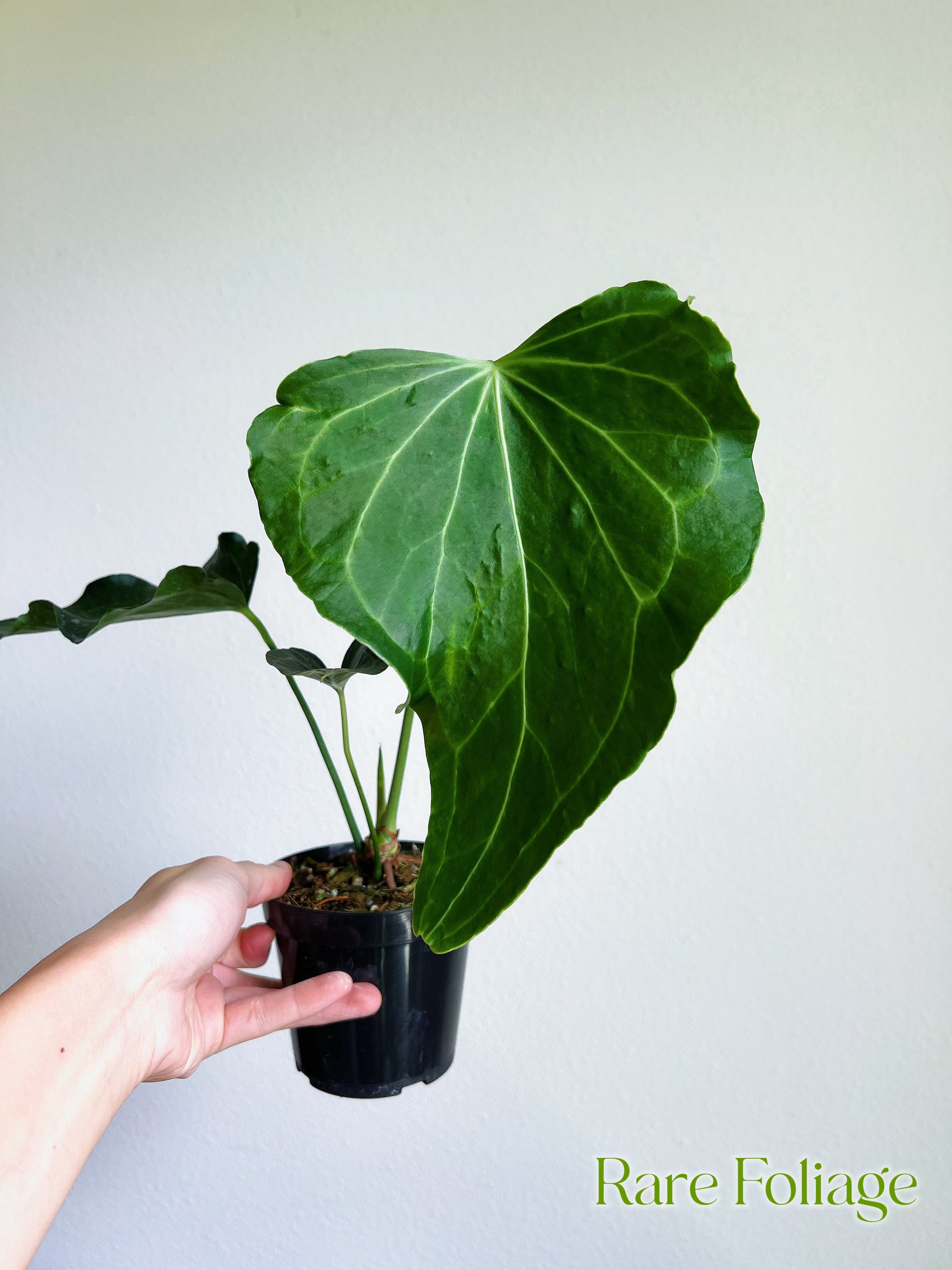 anthurium delta force for sale Anthurium Delta Force 4"