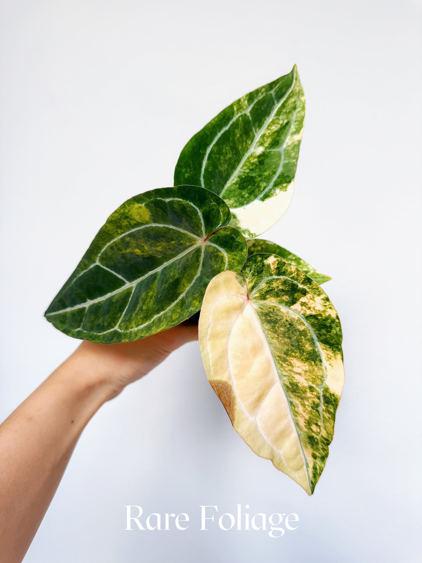 Anthurium Diamond Flare 3" Exact Plant