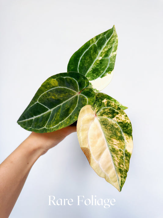 Anthurium Diamond Flare 3" Exact Plant