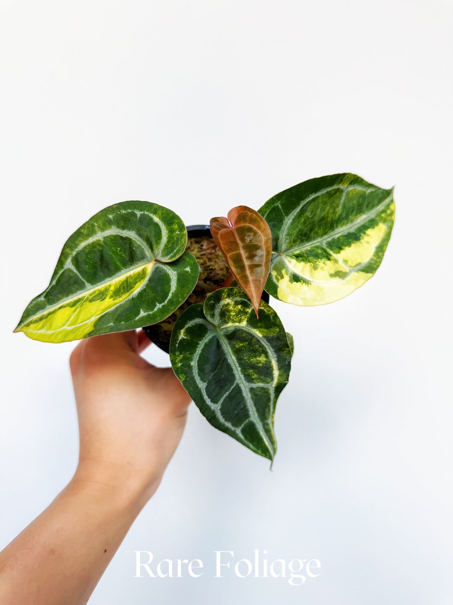 Anthurium Diamond Flare 3" Exact Plant