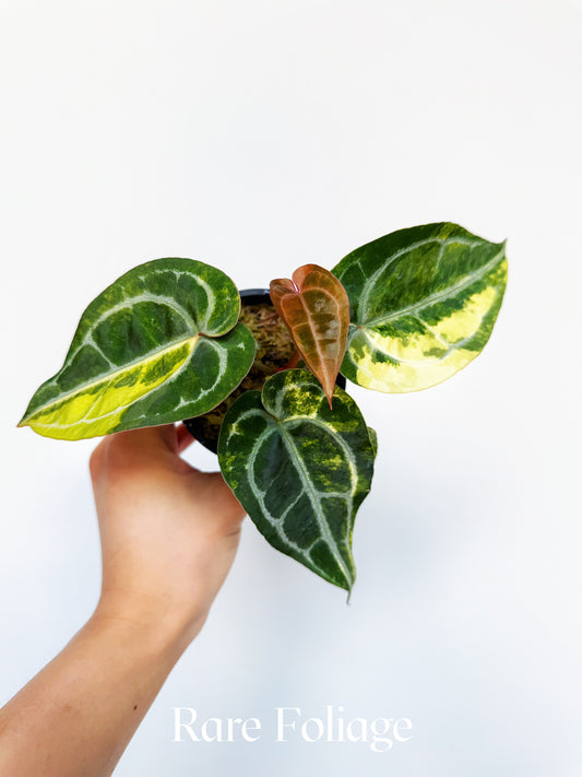 Anthurium Diamond Flare 3" Exact Plant