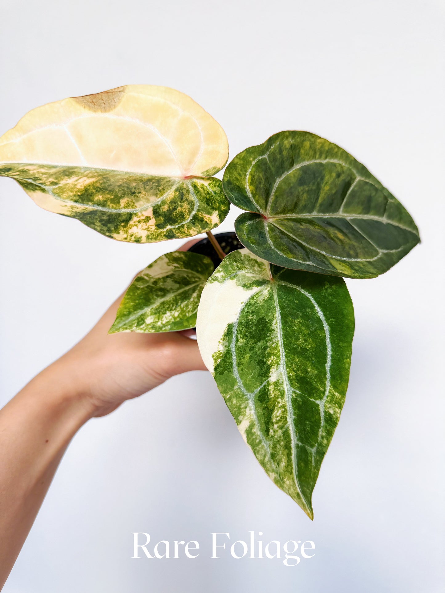 Anthurium Diamond Flare 3" Exact Plant