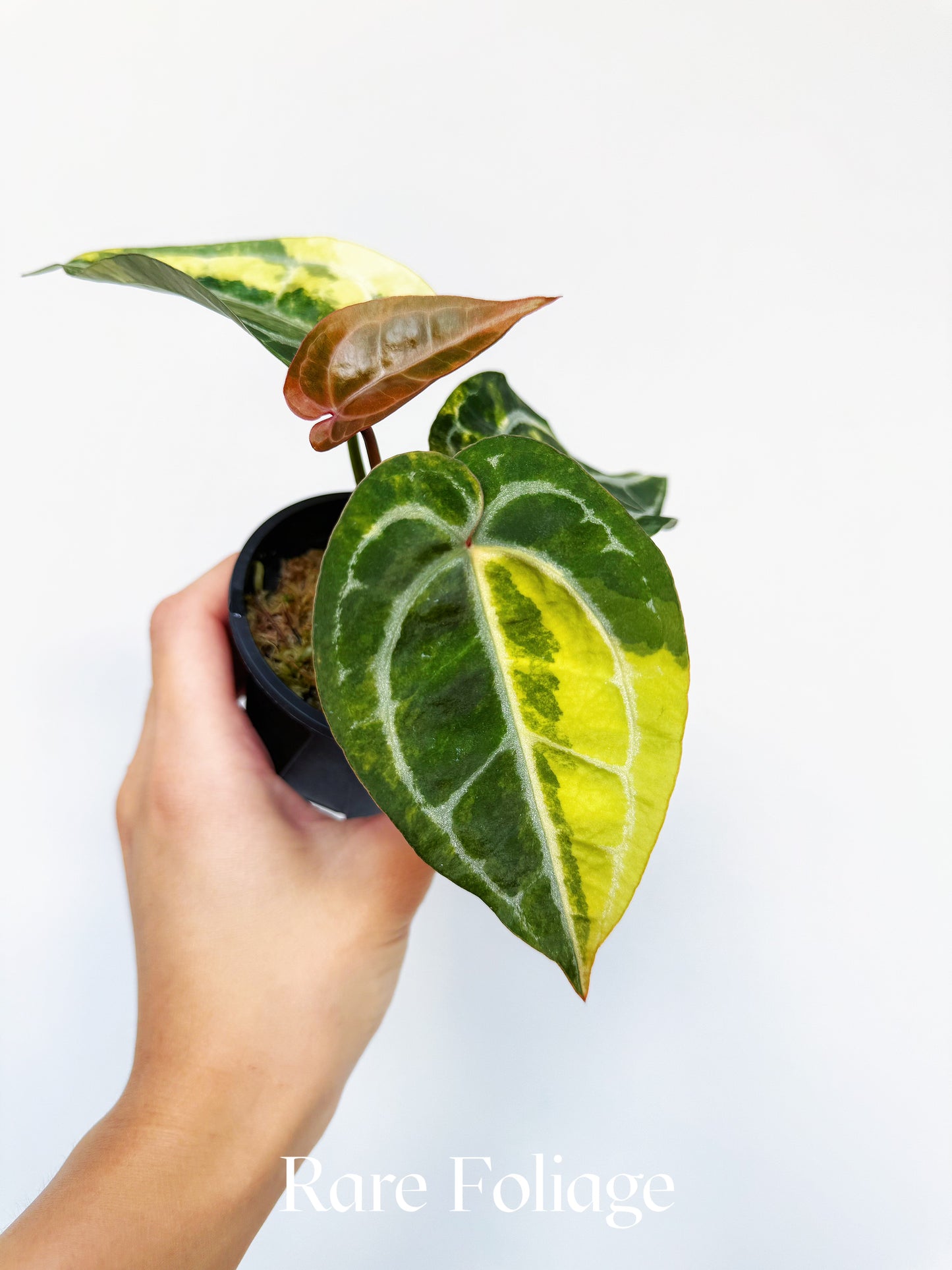 Anthurium Diamond Flare 3" Exact Plant
