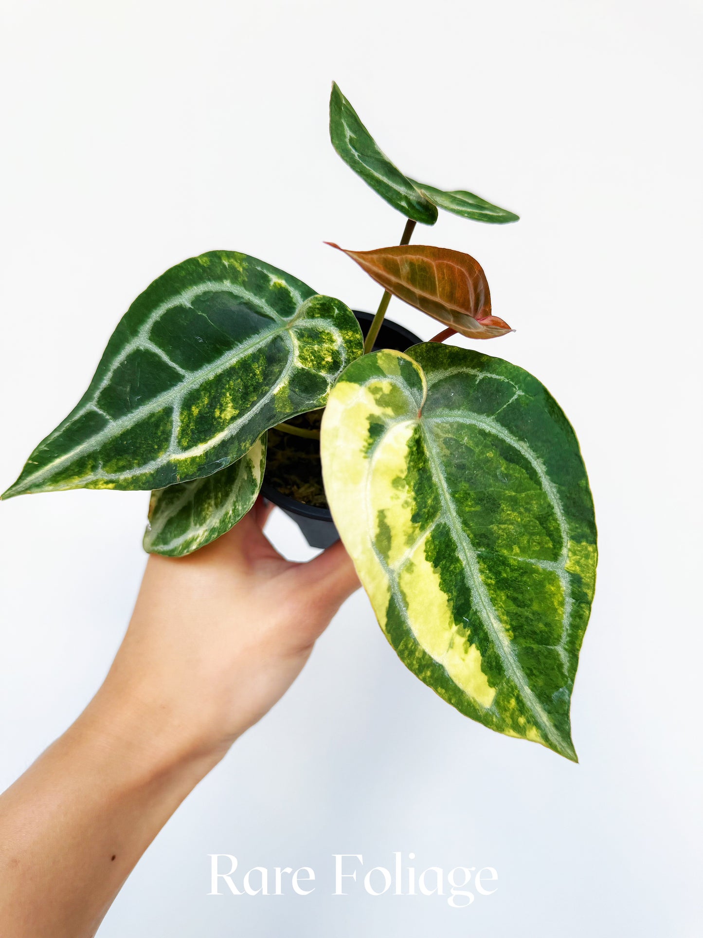 Anthurium Diamond Flare 3" Exact Plant