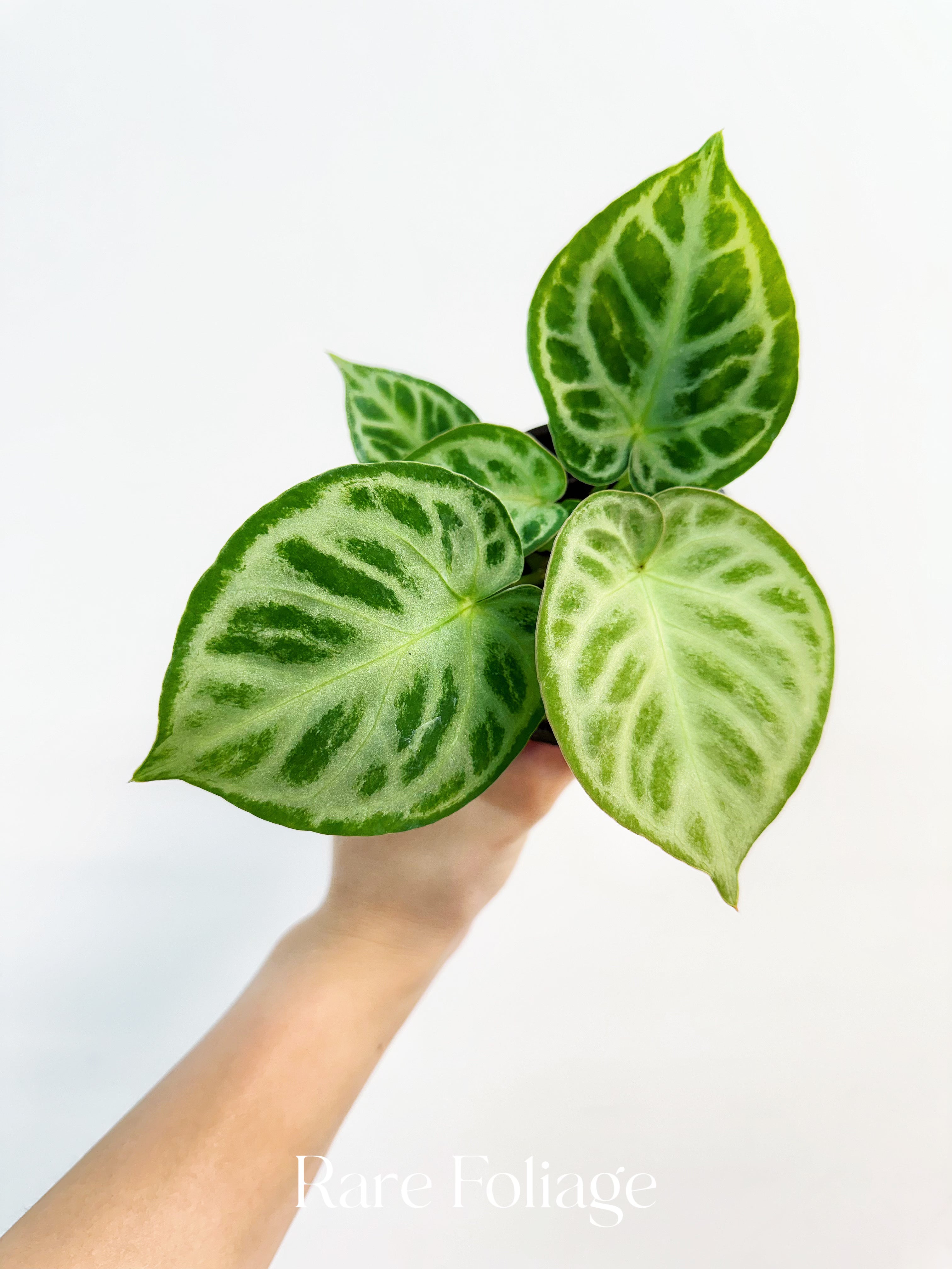 Rare Foliage Plant Co Anthurium Dorayaki - Thumbnail 4