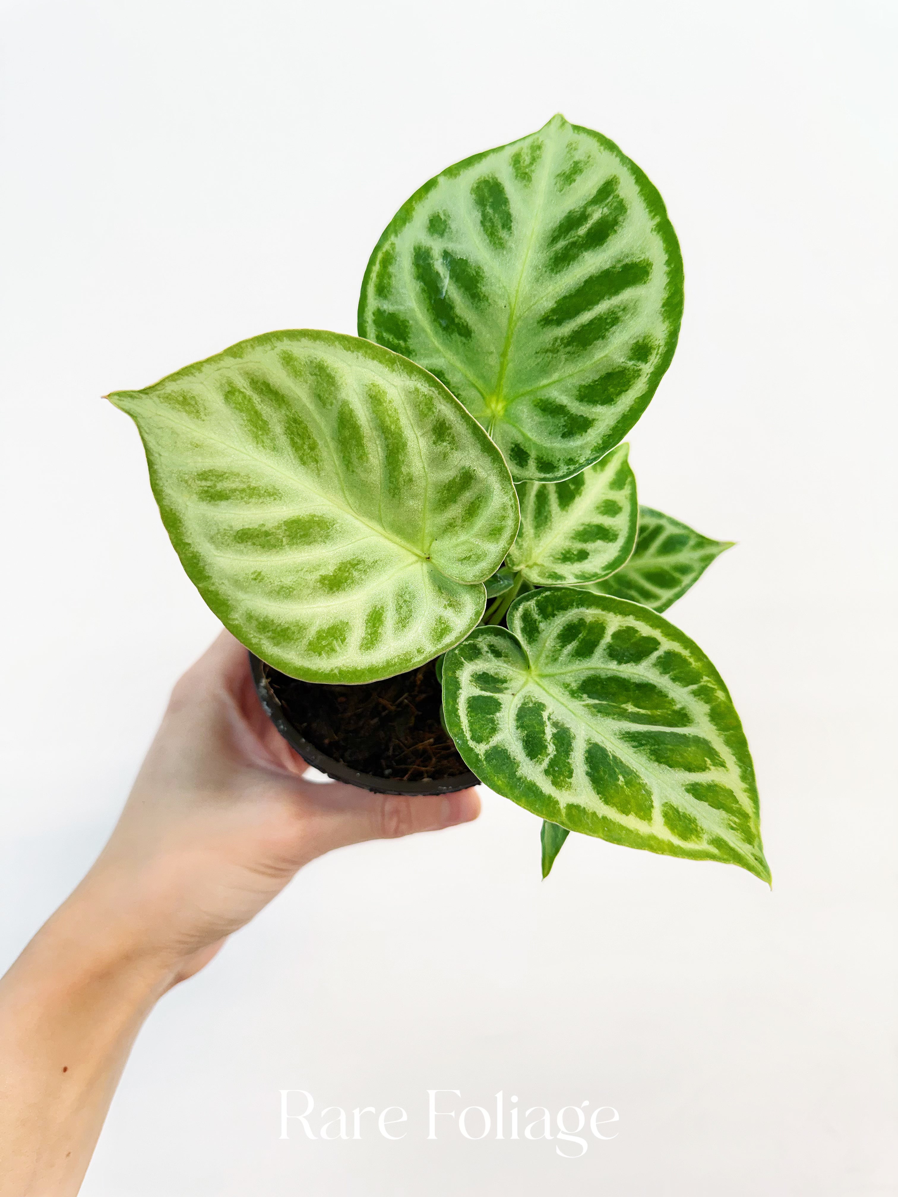 Rare Foliage Plant Co Anthurium Dorayaki