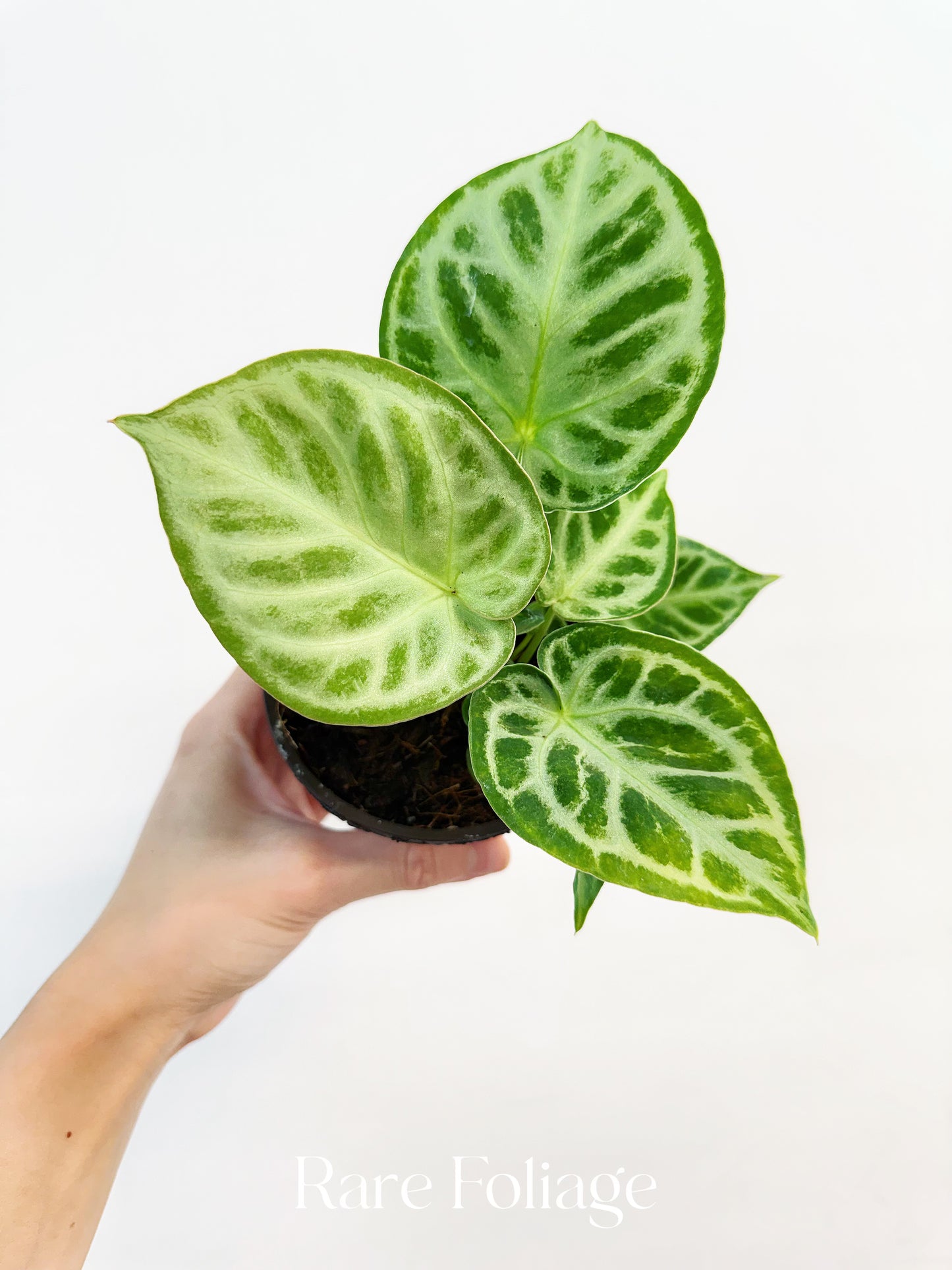 Anthurium Dorayaki Silver 4"
