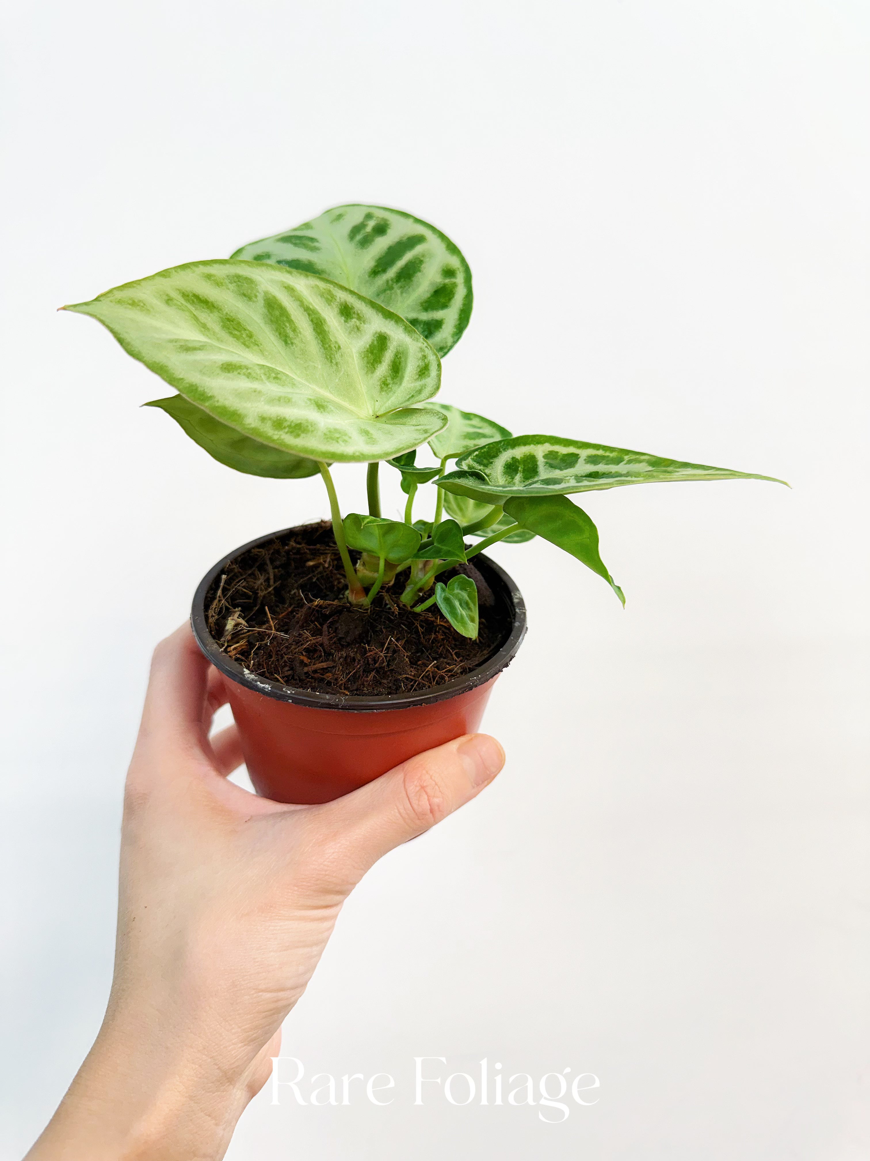 Rare Foliage Plant Co Anthurium Dorayaki - Thumbnail 2