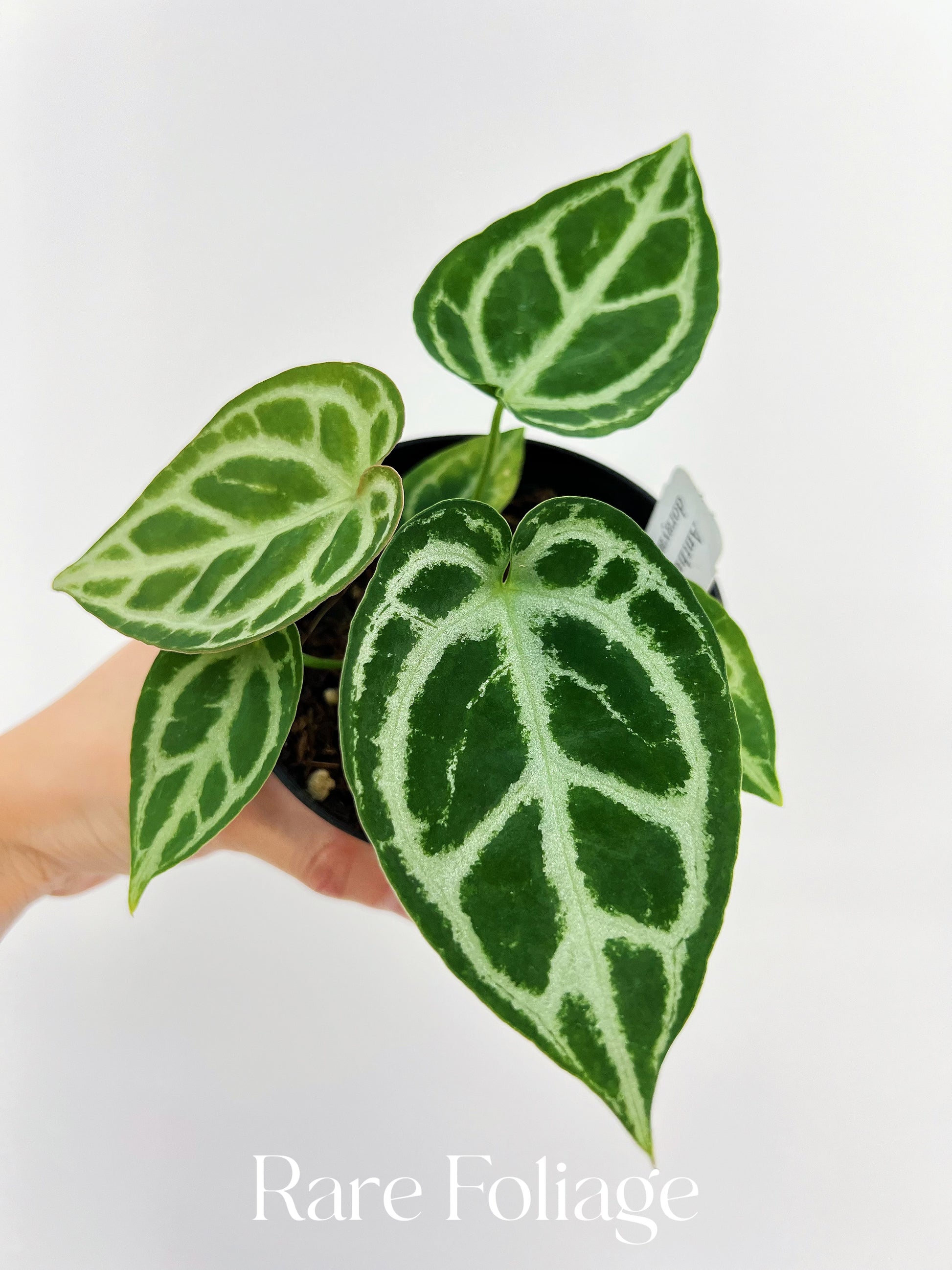 anthurium dorayaki Anthurium Dorayaki x Crystallinum 4”