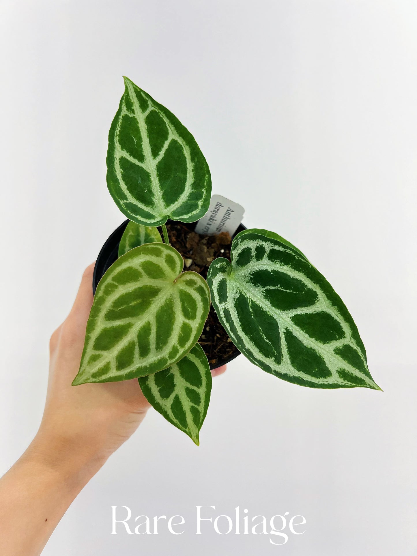 Anthurium Dorayaki x Crystallinum 4”