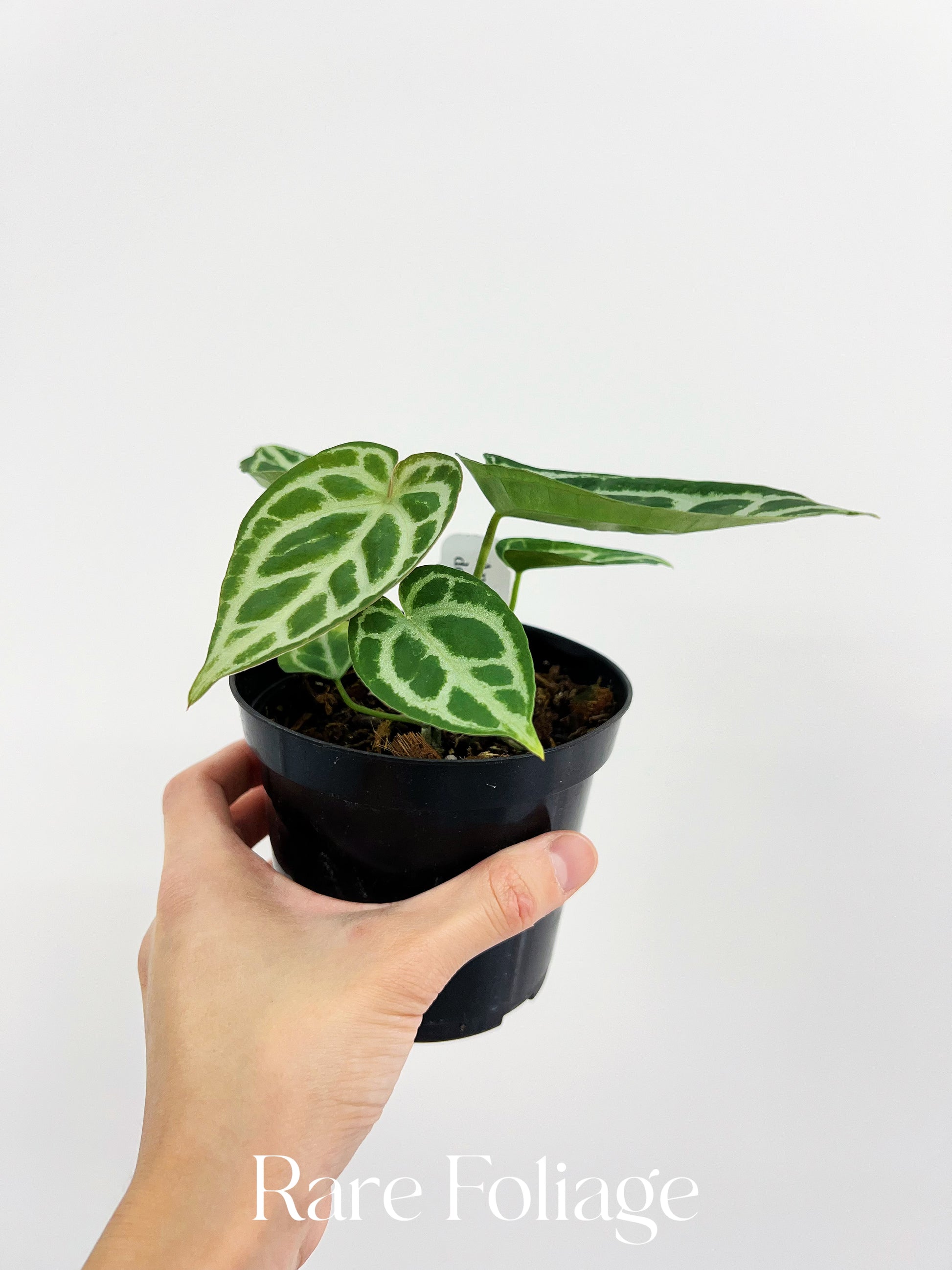anthurium dorayaki x red crystallinum Anthurium Dorayaki x Crystallinum 4” – Rare Foliage Plant Co