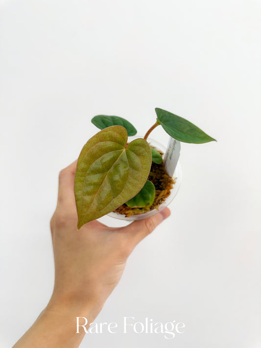 Products – Page 7 – Rare Foliage Plant Co Products – Page 7 – Rare Foliage Plant Co