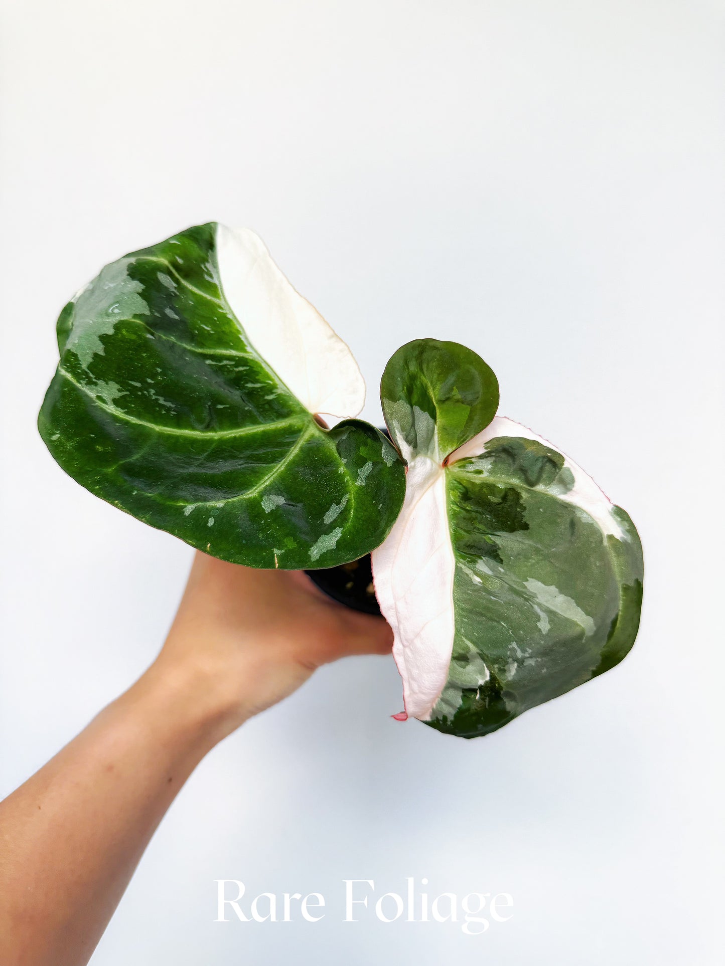 Anthurium Eclipse Rose Variegated 4" Exact Plant