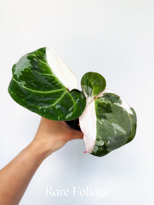 Anthurium Eclipse Rose Variegated 4" Exact Plant