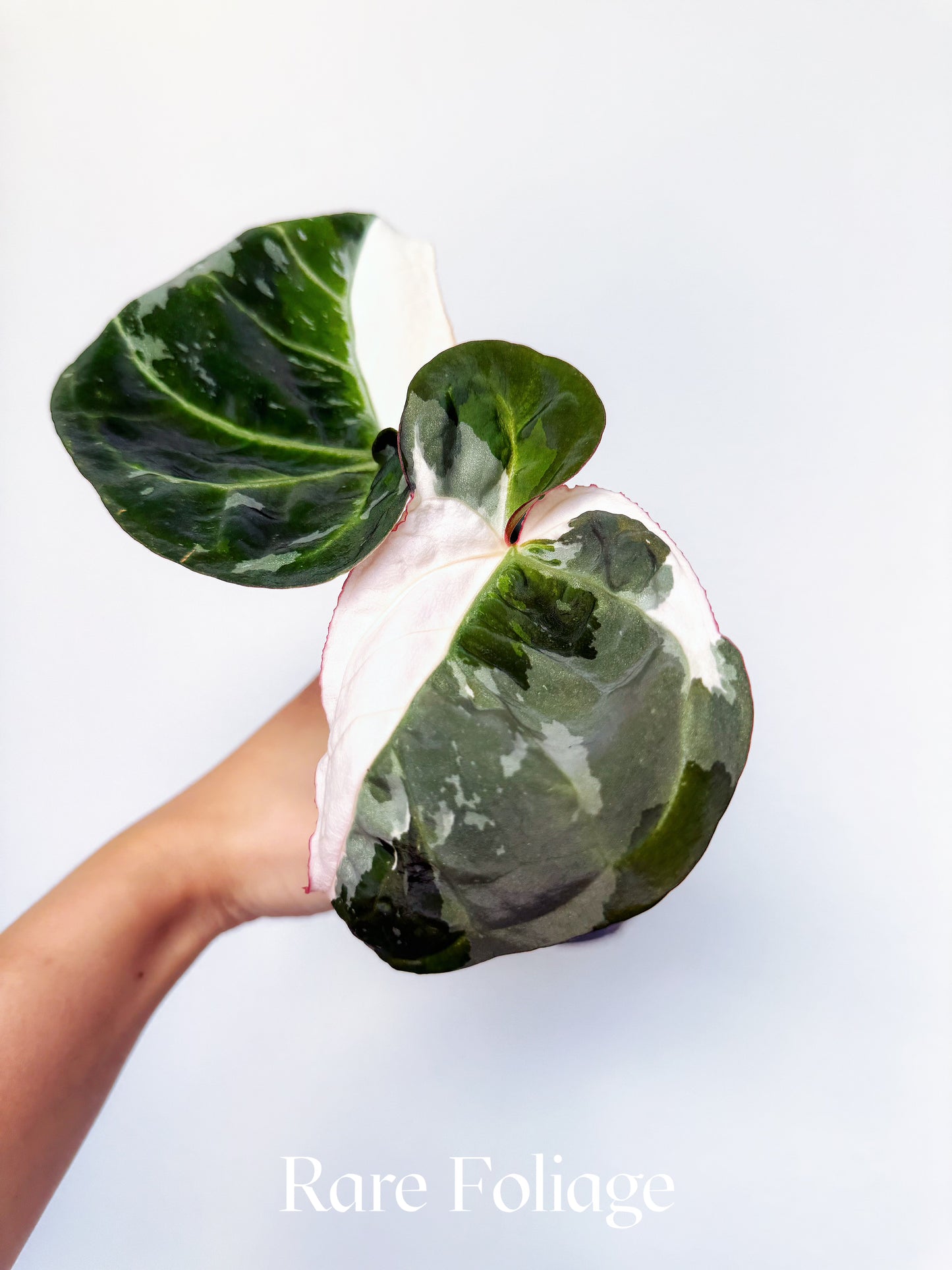 Anthurium Eclipse Rose Variegated 4" Exact Plant