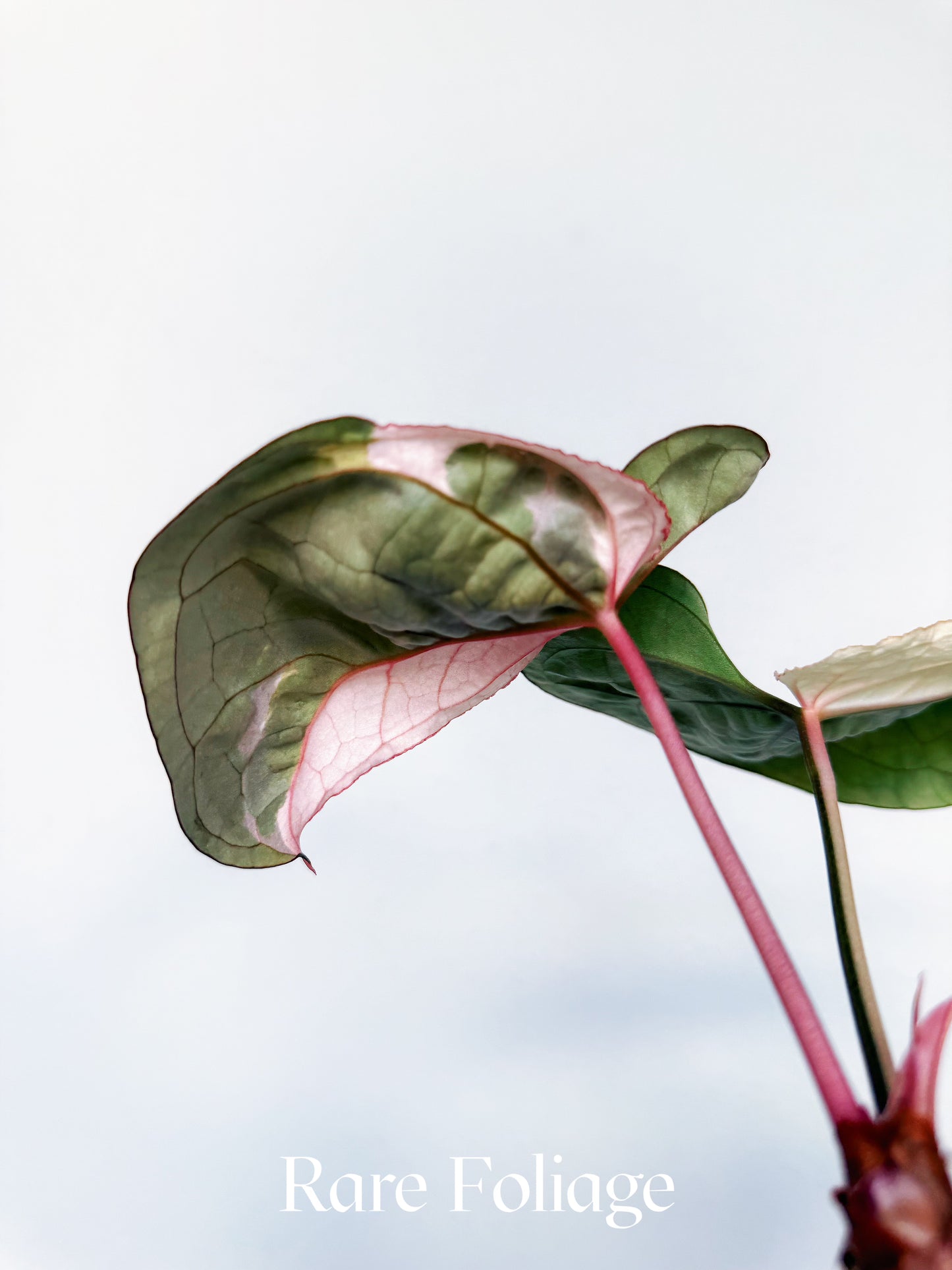 Anthurium Eclipse Rose Variegated 4" Exact Plant