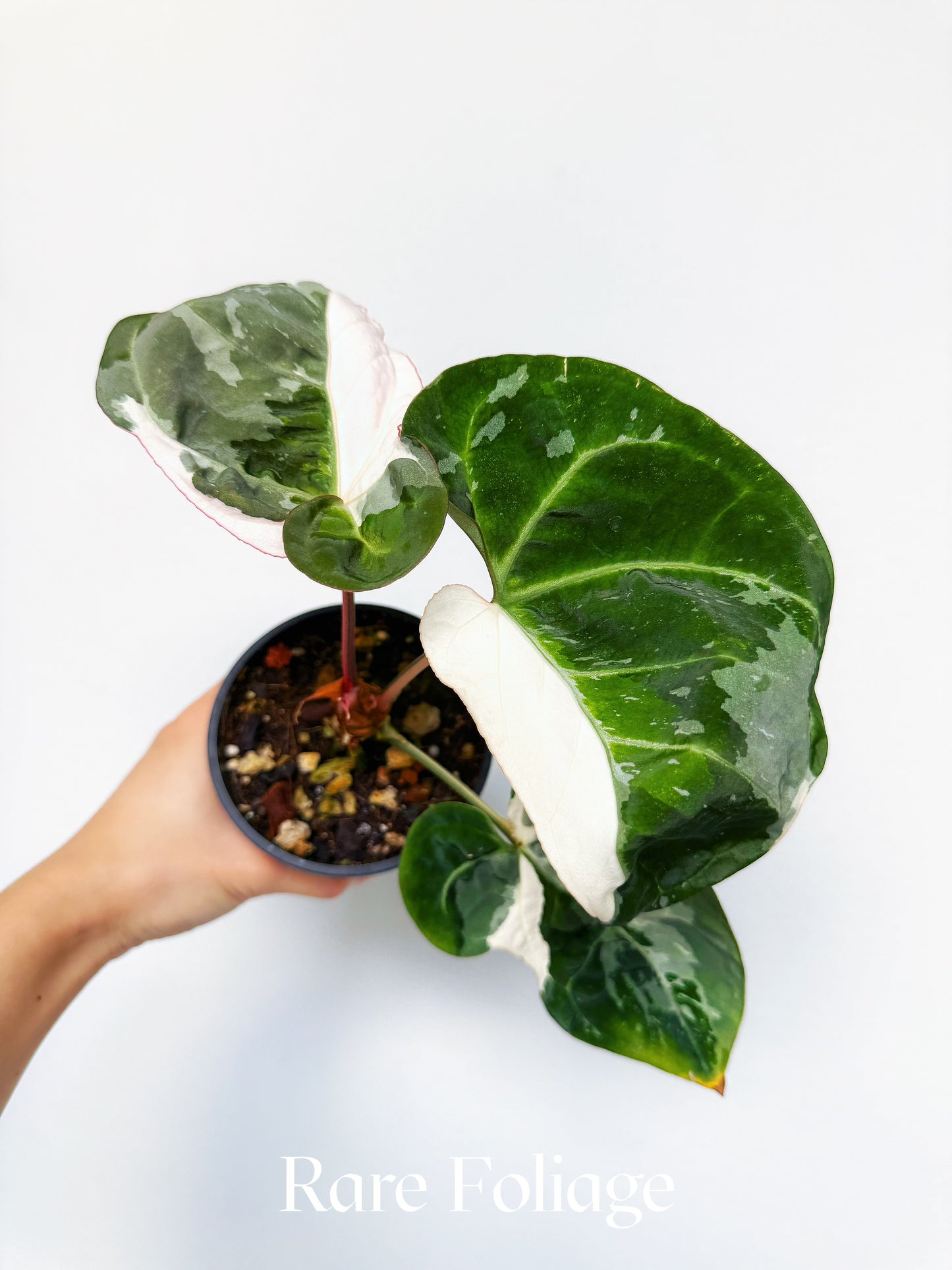 Anthurium Eclipse Rose Variegated 4" Exact Plant