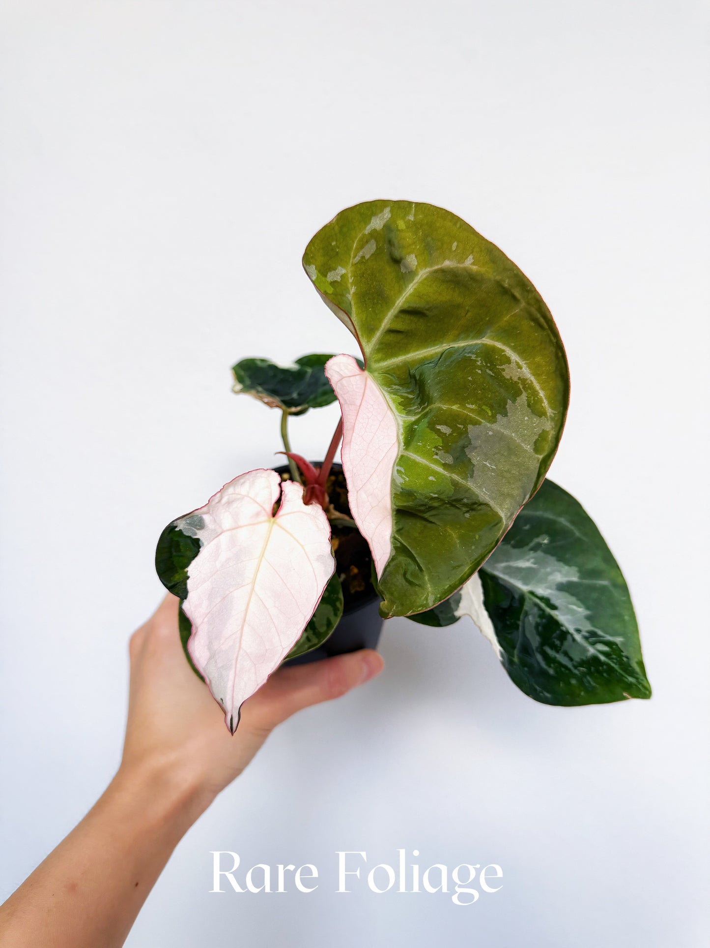 Anthurium Eclipse Rose Variegated 4" Exact Plant
