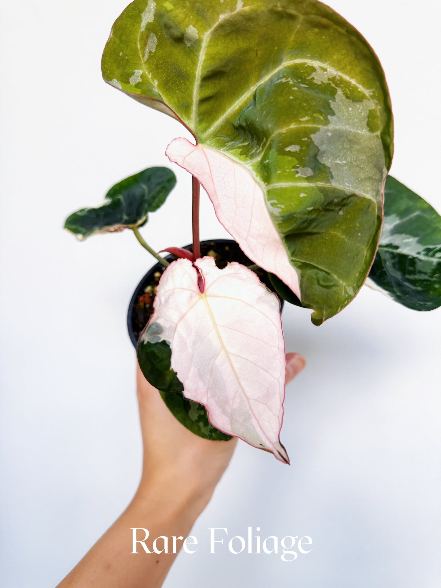 Anthurium Eclipse Rose Variegated 4" Exact Plant