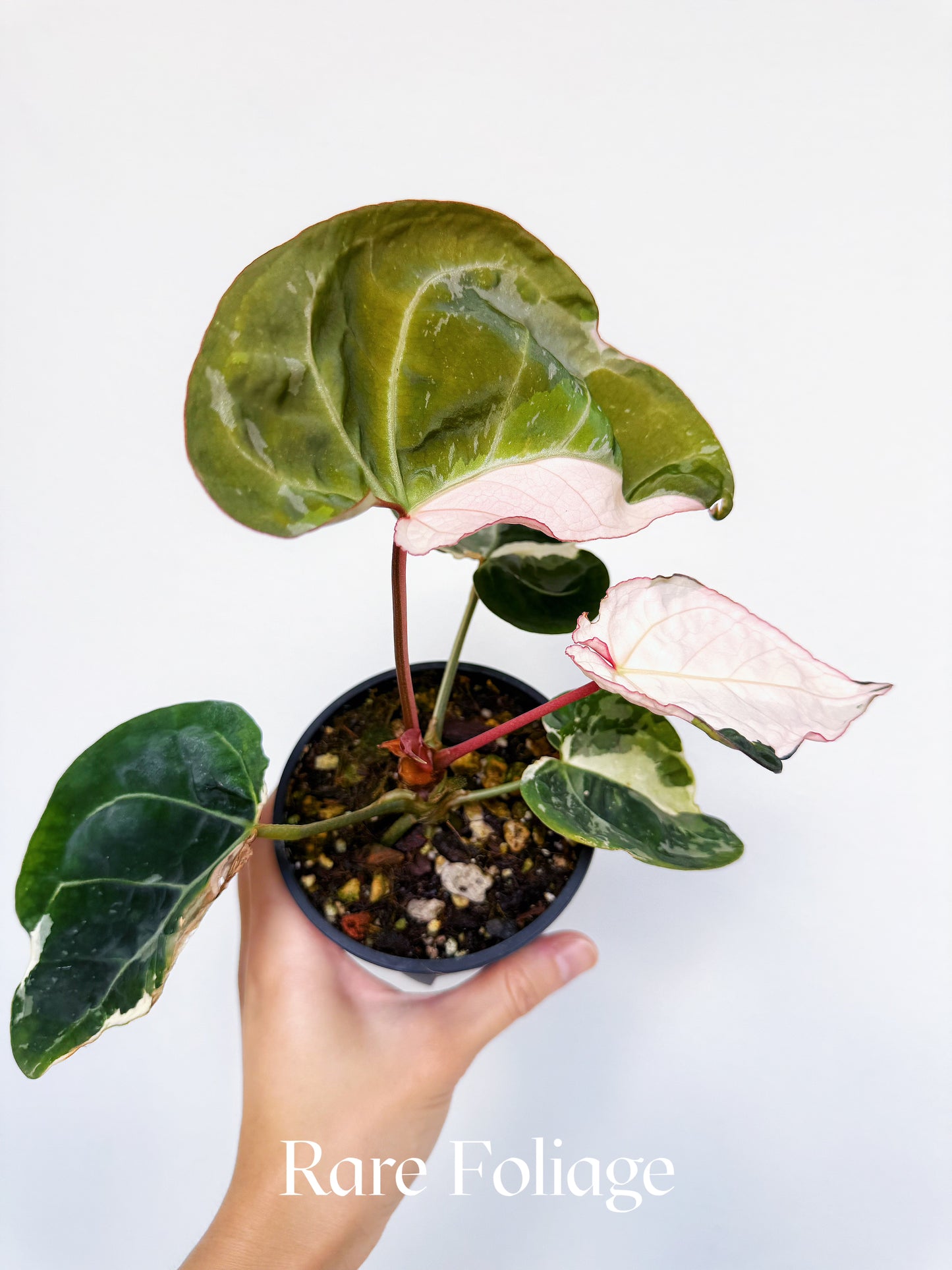 Anthurium Eclipse Rose Variegated 4" Exact Plant