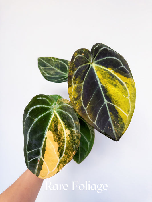 Anthurium Forgetii Heinz x Blood King 4" Exact Plant