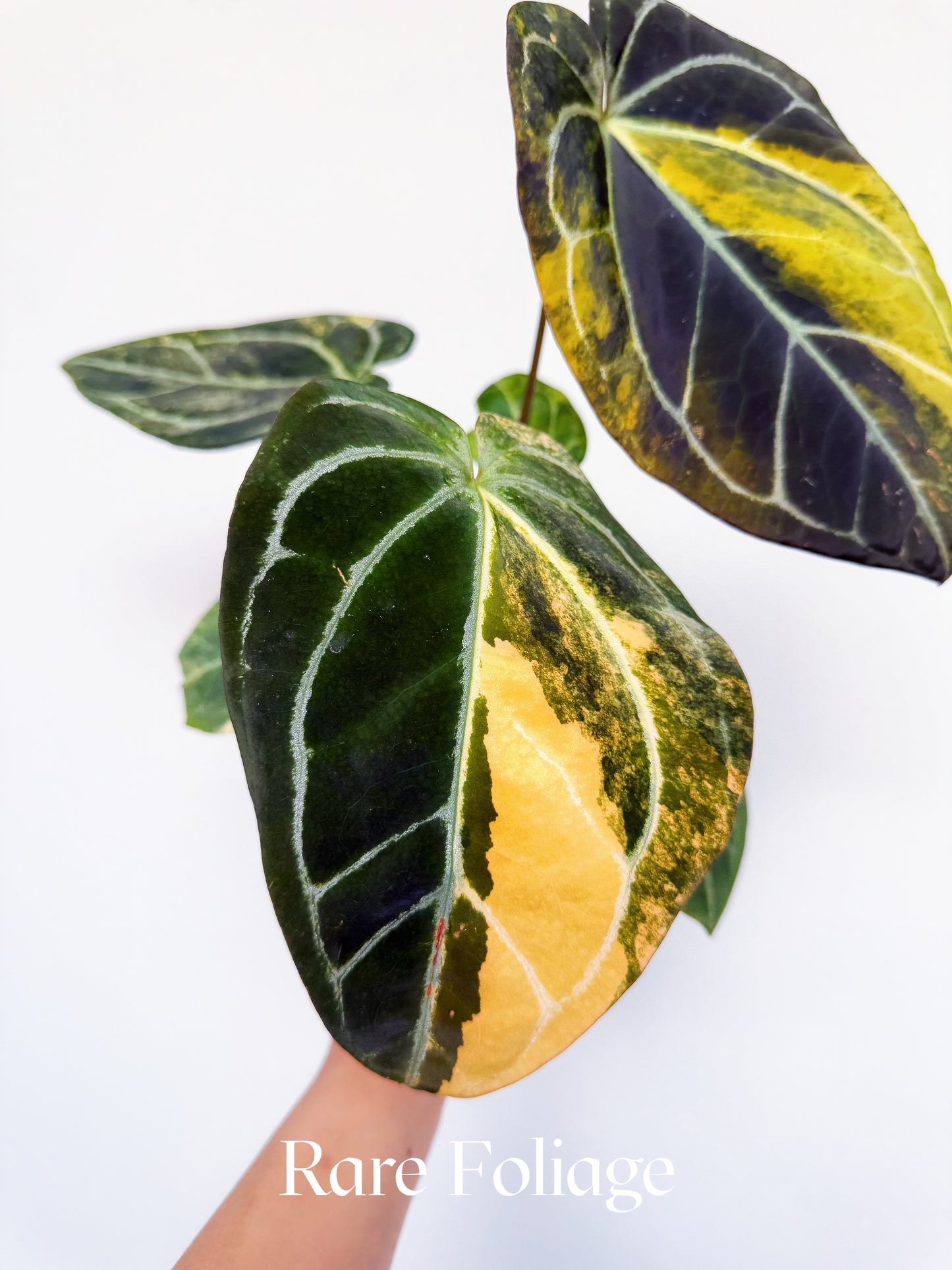 Anthurium Forgetii Heinz x Blood King 4" Exact Plant