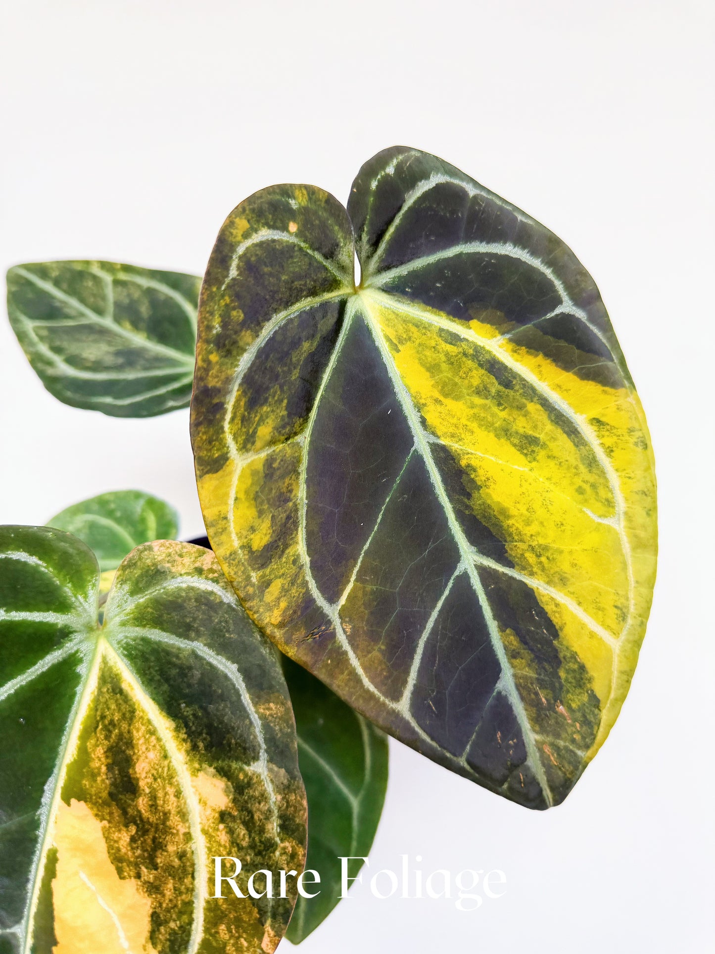 Anthurium Forgetii Heinz x Blood King 4" Exact Plant