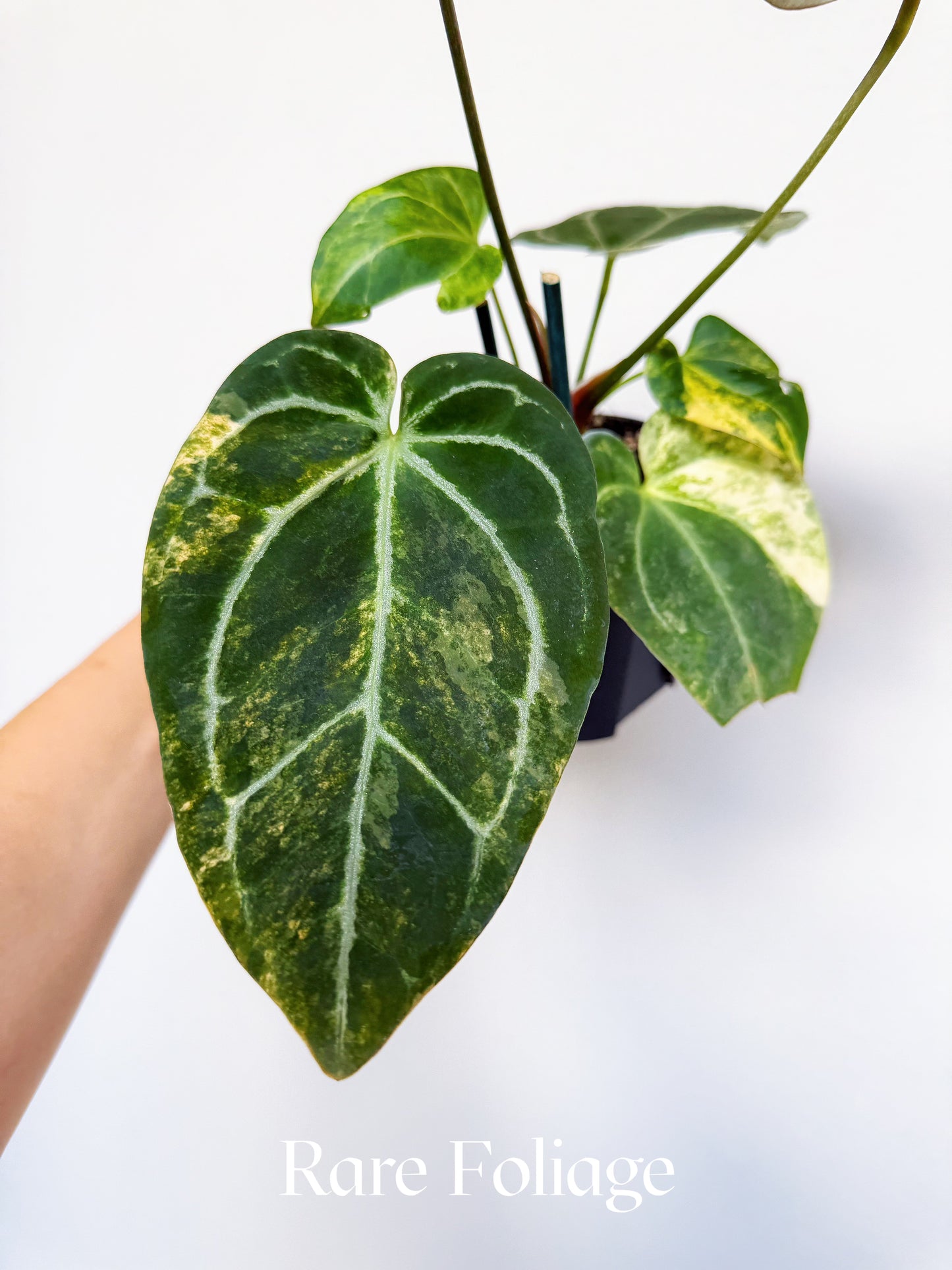 Anthurium Forgetii Heinz x Blood King 4" Exact Plant